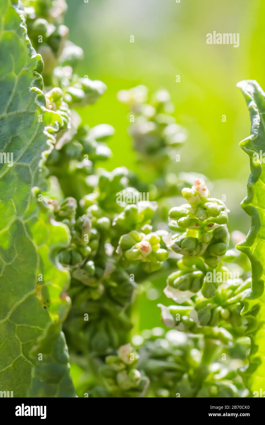 Fleurs Rumex confertus quai russe de l'oseille de cheval gros plan. Collecte des herbes médicinales en été dans les prés. Banque D'Images