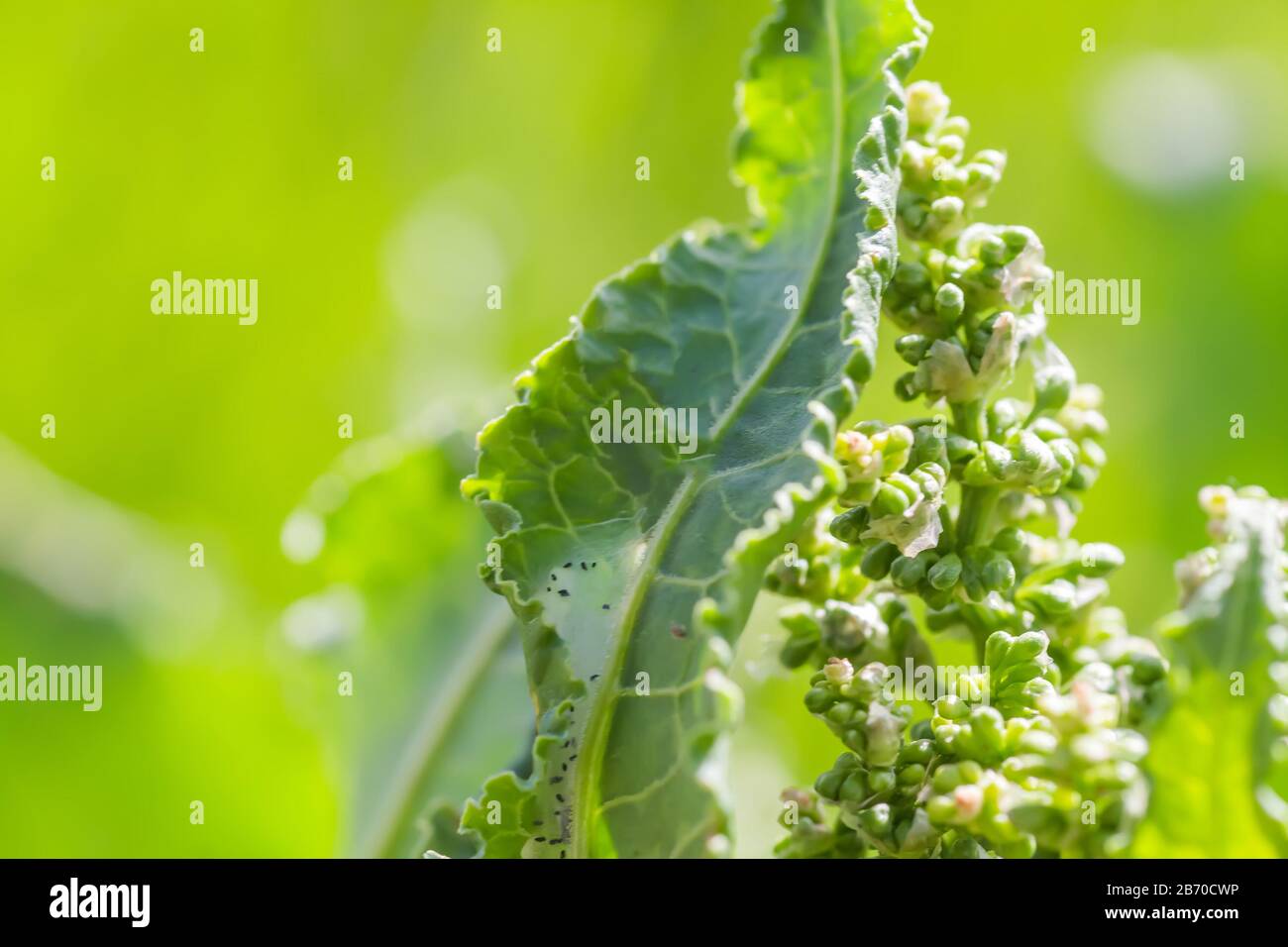 Fleurs Rumex confertus quai russe de l'oseille de cheval gros plan. Collecte des herbes médicinales en été dans les prés. Banque D'Images