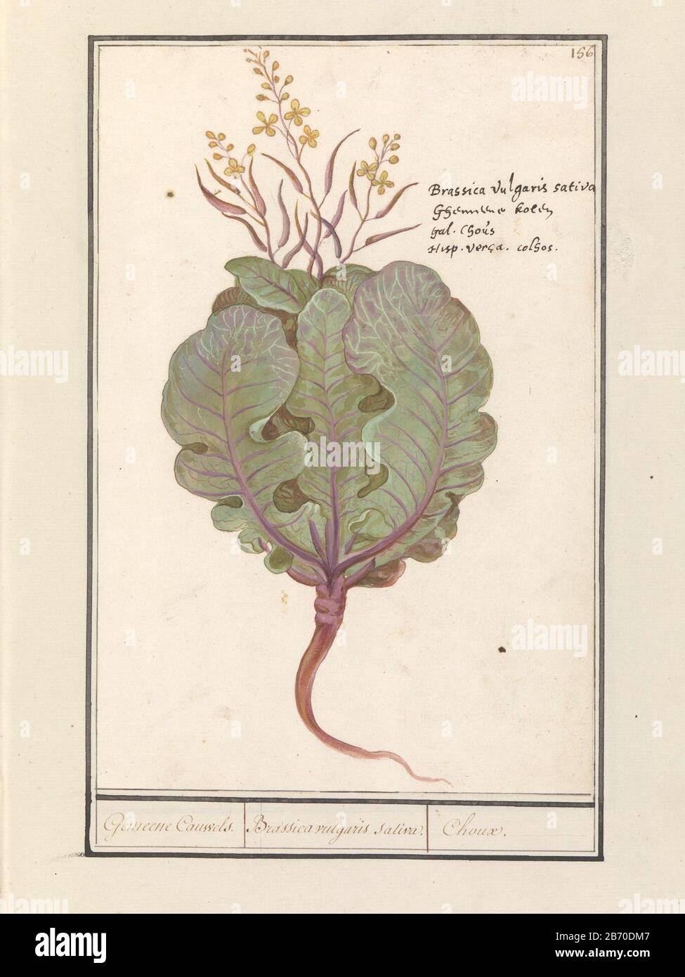 Kool (Brassica oleracea) Gemeene Cauwels Brassica vulgaris salive Choux (objet op titel) Vert Violet (ornemental) carbone, a fui. En haut à droite numéroté 156. À droite le nom en quatre langues. Partie du deuxième album avec des dessins de fleurs et de plantes. Neuvième des douze albums avec des dessins d'animaux, d'oiseaux et de plantes sont connus vers 1600, faits par ordre de l'empereur Rudolf II Avec Notes en néerlandais, latin et Frans. Fabricant : artiste: Anselm Boëtius The Boodt artiste: Elias Verhulst Lieu de fabrication: Artiste: Prague artiste: Delft Dating: 1596 - 1610 Caractéristiques physiques: Pinceau en aquarelle et b Banque D'Images