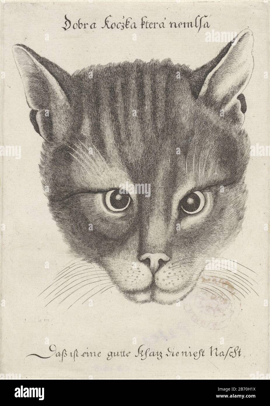 Kop van een kat Dobra Koczka ktera nemlsa - Dass ist eine gutte Khatz die nicht Nascht (titel op object) Chef d'un katra Koczka která nemlsa - Dass ist eine gutte Khatz qui Nascht (titre referobject) Type d'objet: Photo Numéro d'article: RP-P-OB-1811.611.611.61e: New Holllstein German (Holar) 910Pennington 2109 Inscriptions / marques: Marque du collectionneur, verso, estampillée: Lugt 240 Fabricant : printmaker: Venceslaus HollarPlaats fabrication: Anvers Date: 1646 Caractéristiques physiques: Matière de gravure: Papier technique: Dimensions de gravure: Bord de la plaque: H 179 mm × W 128 mm Objet: Cat Banque D'Images