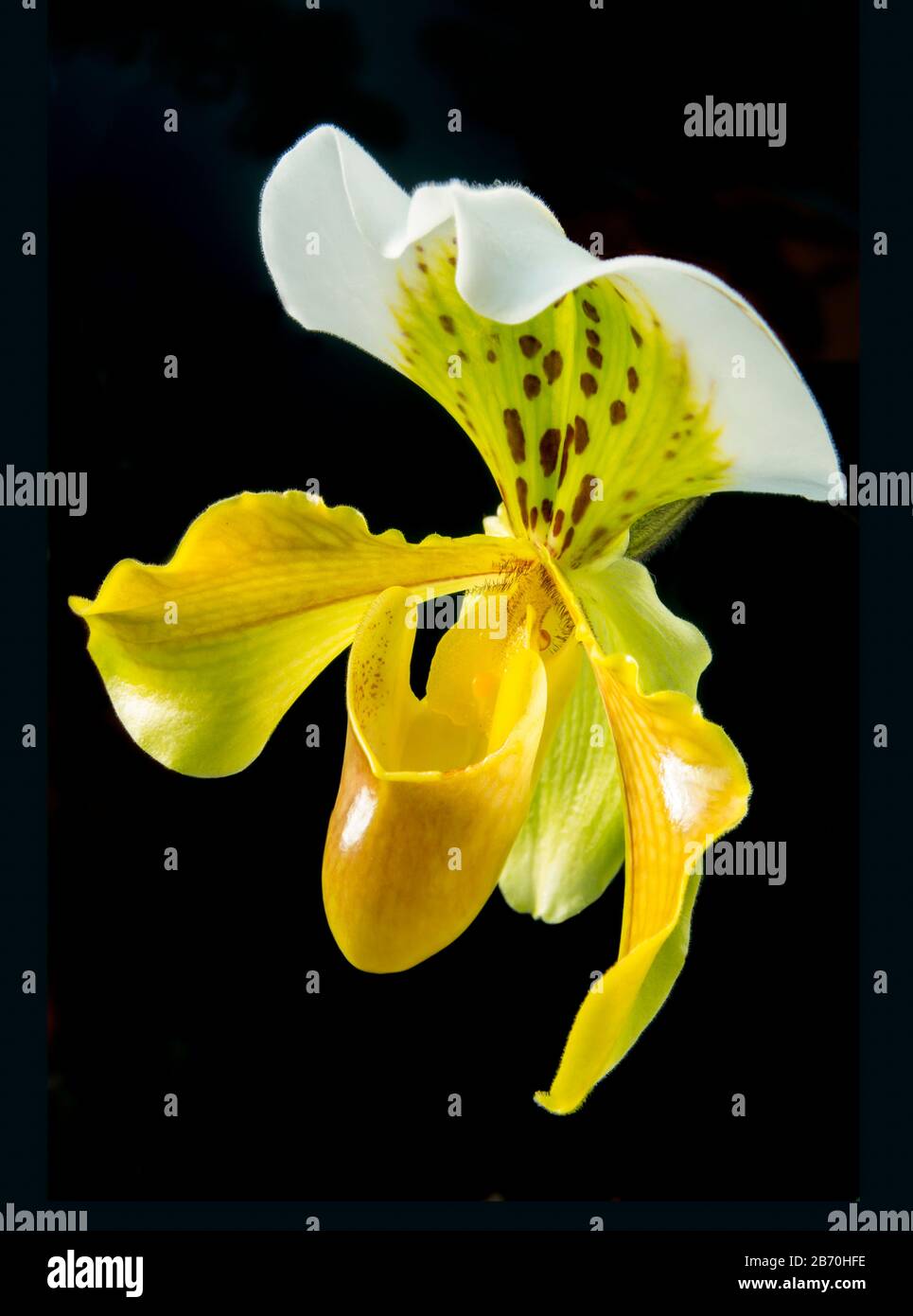 Orchid Vénus glisseur Paphiopedilum Banque D'Images
