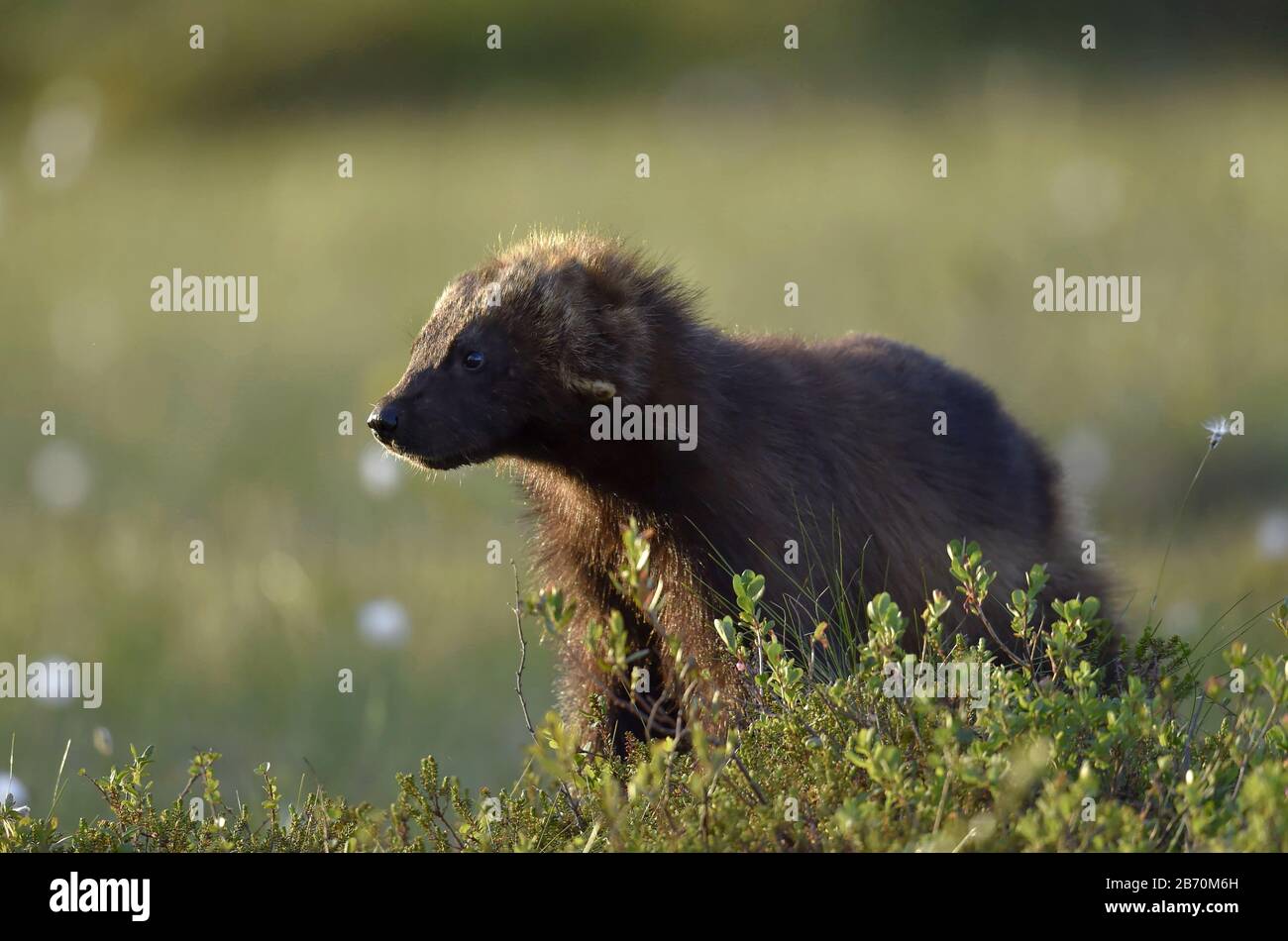Carcajou Banque D Image Et Photos Alamy