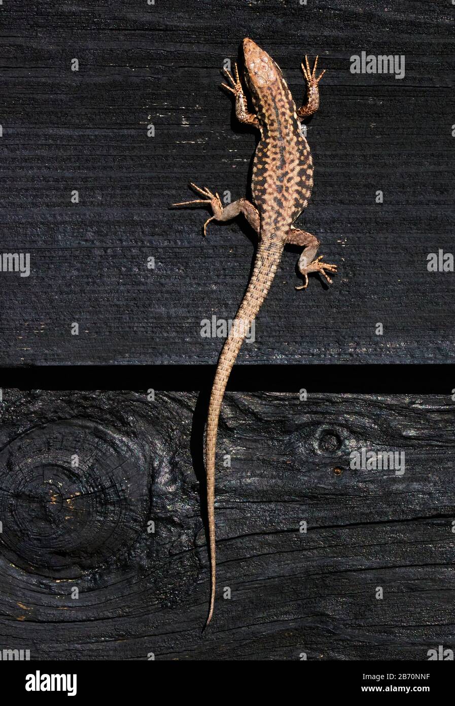 Wall Lizard Podarcis muralis se baiser sur les murs verticaux des huttes de plage à Church Ope Cove sur l'île de Portland à Dorset UK Banque D'Images