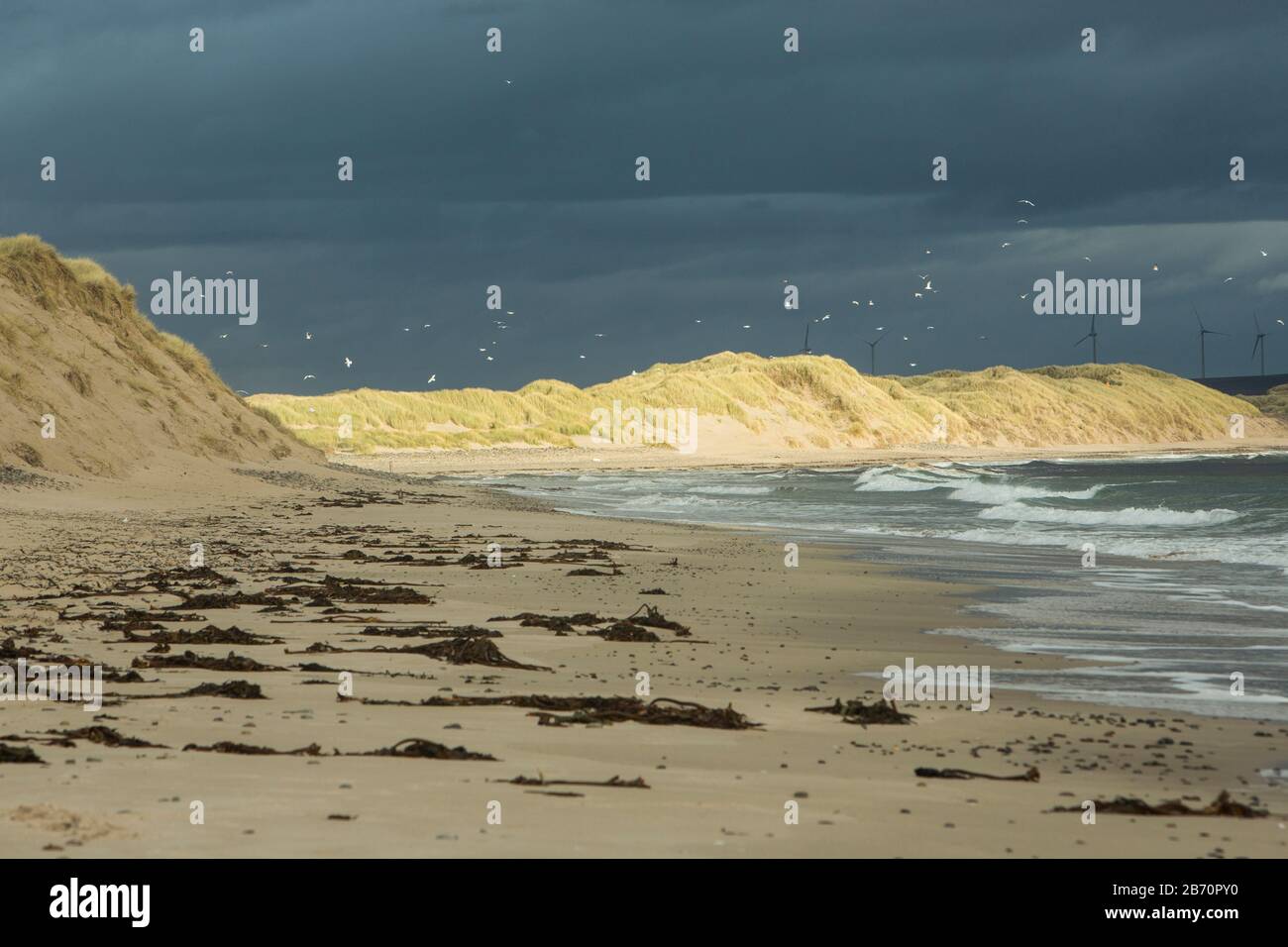Un ciel sombre et une mer orageux avec des mouettes blanches et des moulins à vent au-dessus de la plage de sable et des dunes de Sinclairs Bay, près de Wick, Caithness, Écosse Banque D'Images