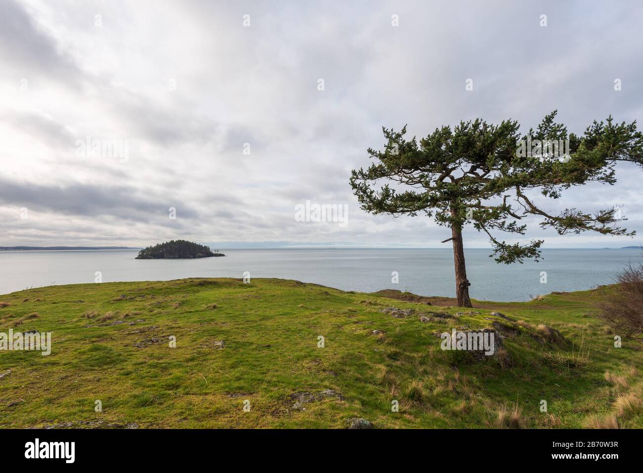 Paysage d'un arbre à vent sur une colline d'herbe surplombant l'océan Pacifique à Rosario Head sur l'île de Fidalgo dans l'État de Washington Banque D'Images