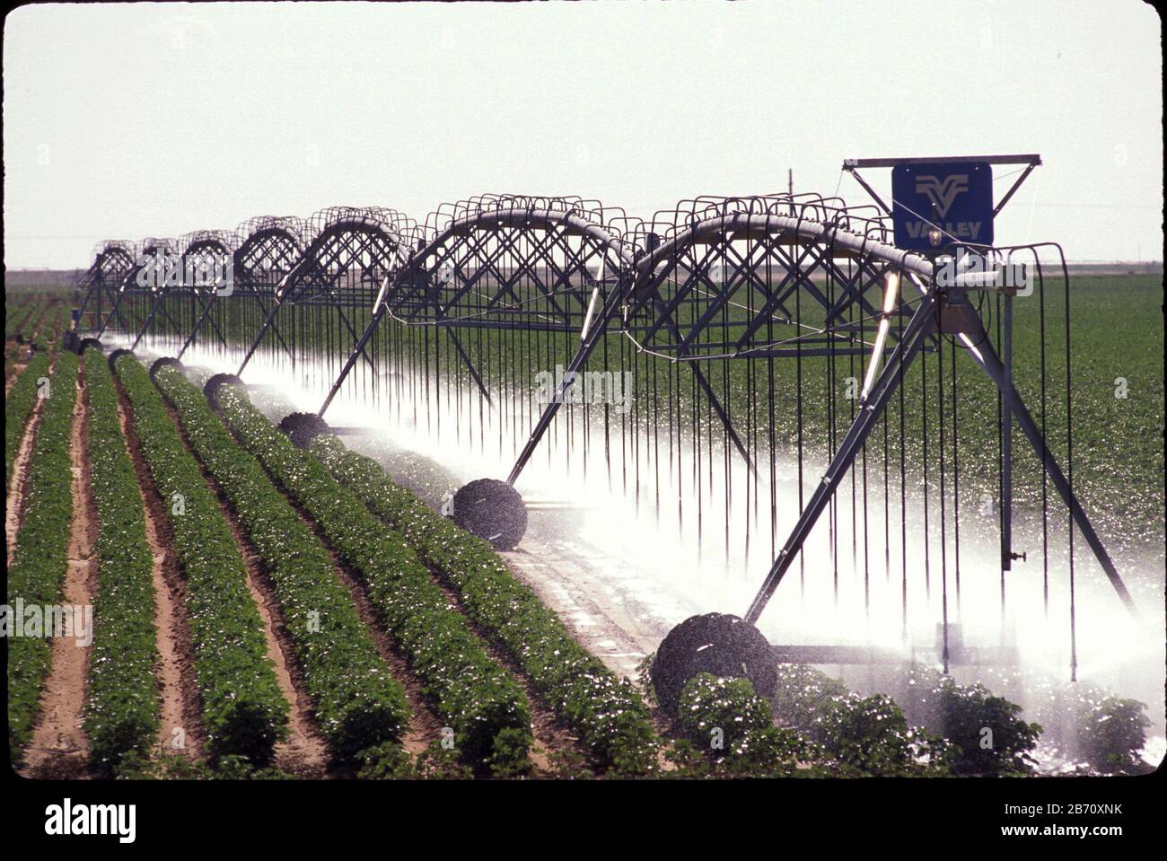 Terry County, Texas États-Unis : irrigation estivale à partir de l'aquifère Ogallala pour l'élevage du coton dans la panpoignée du Texas. ©Bob Daemmrich Banque D'Images