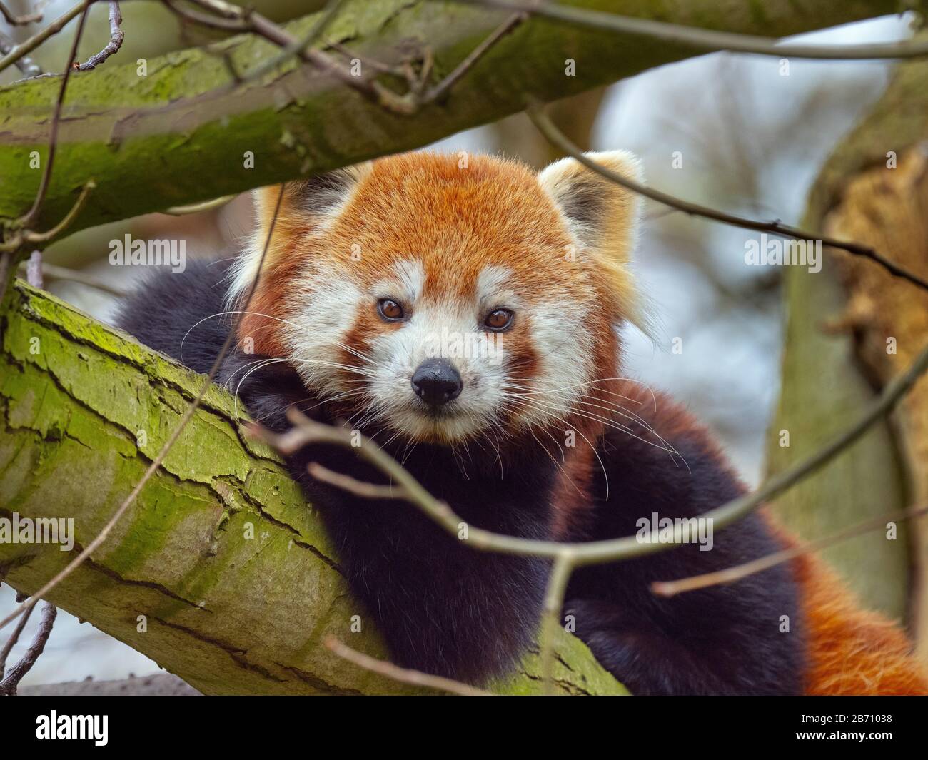 Petit panda Ailurus fulgens manger des feuilles de bambou (captive) Banque D'Images