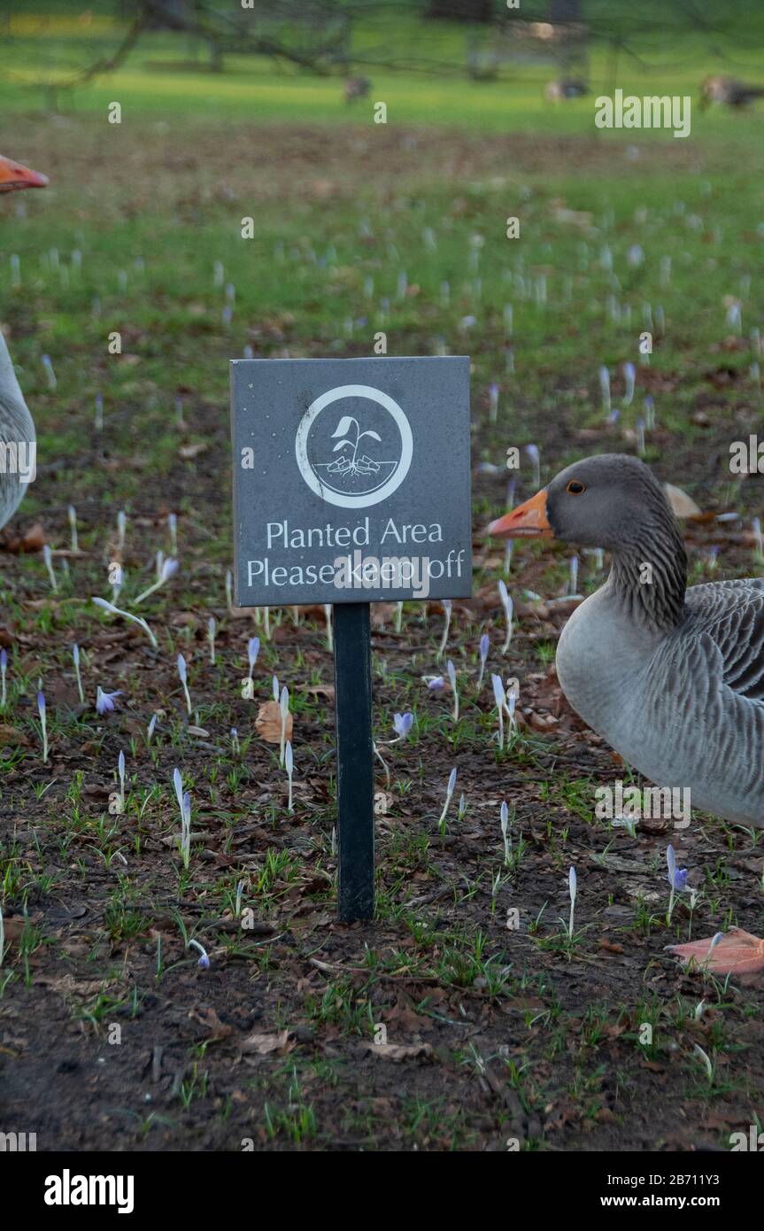 Drôle de lecture de l'oie garder hors de l'herbe signe. Très drôle. Banque D'Images