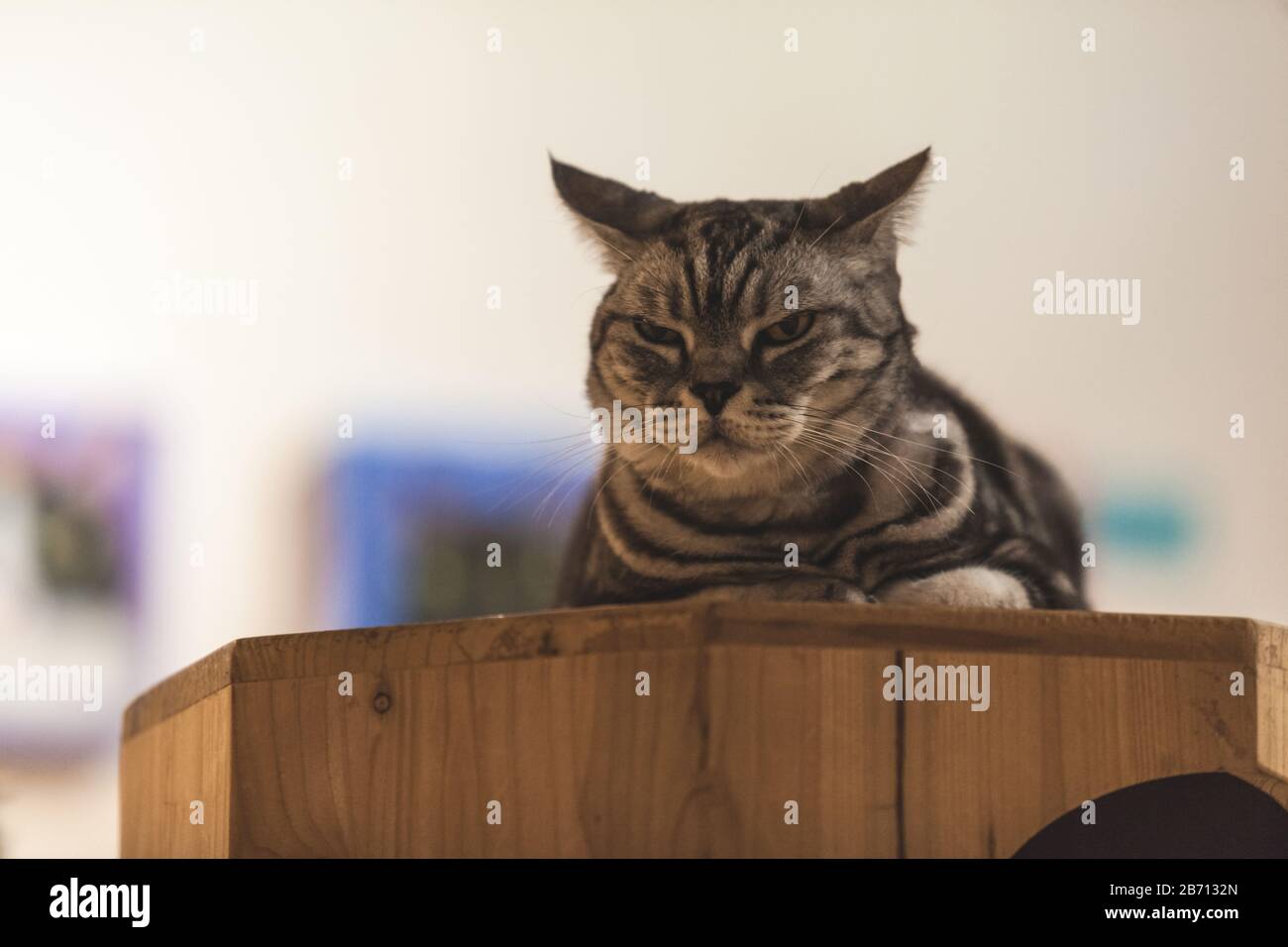 Chat Noir Raye De Race Melangee Allonge Sur Le Ventre Assis Sur L Appartement De Tapis De Chat Montrant L Alerte Tension Et L Expression Anxieuse Maison Pet Nature Observati Photo Stock Alamy