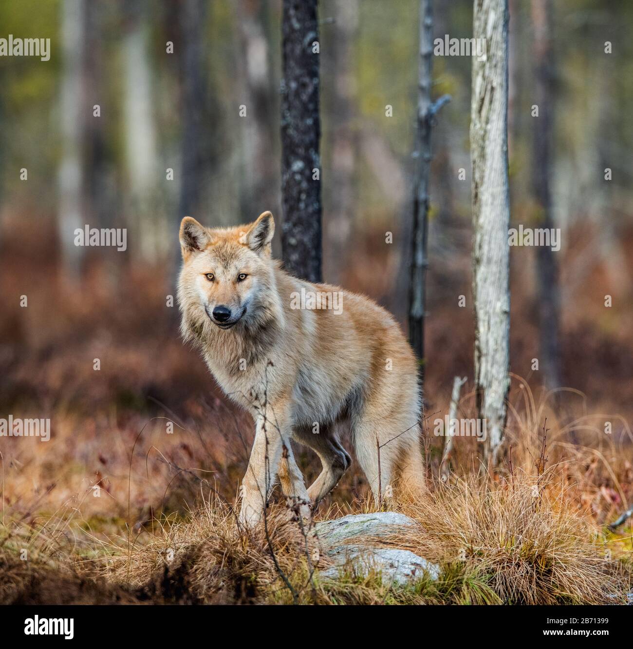 Loup eurasien, également connu sous le nom de loup gris ou gris, également connu sous le nom de loup de bois. Nom scientifique: Canis lupus lupus. Habitat naturel. Forêt d'automne. Banque D'Images