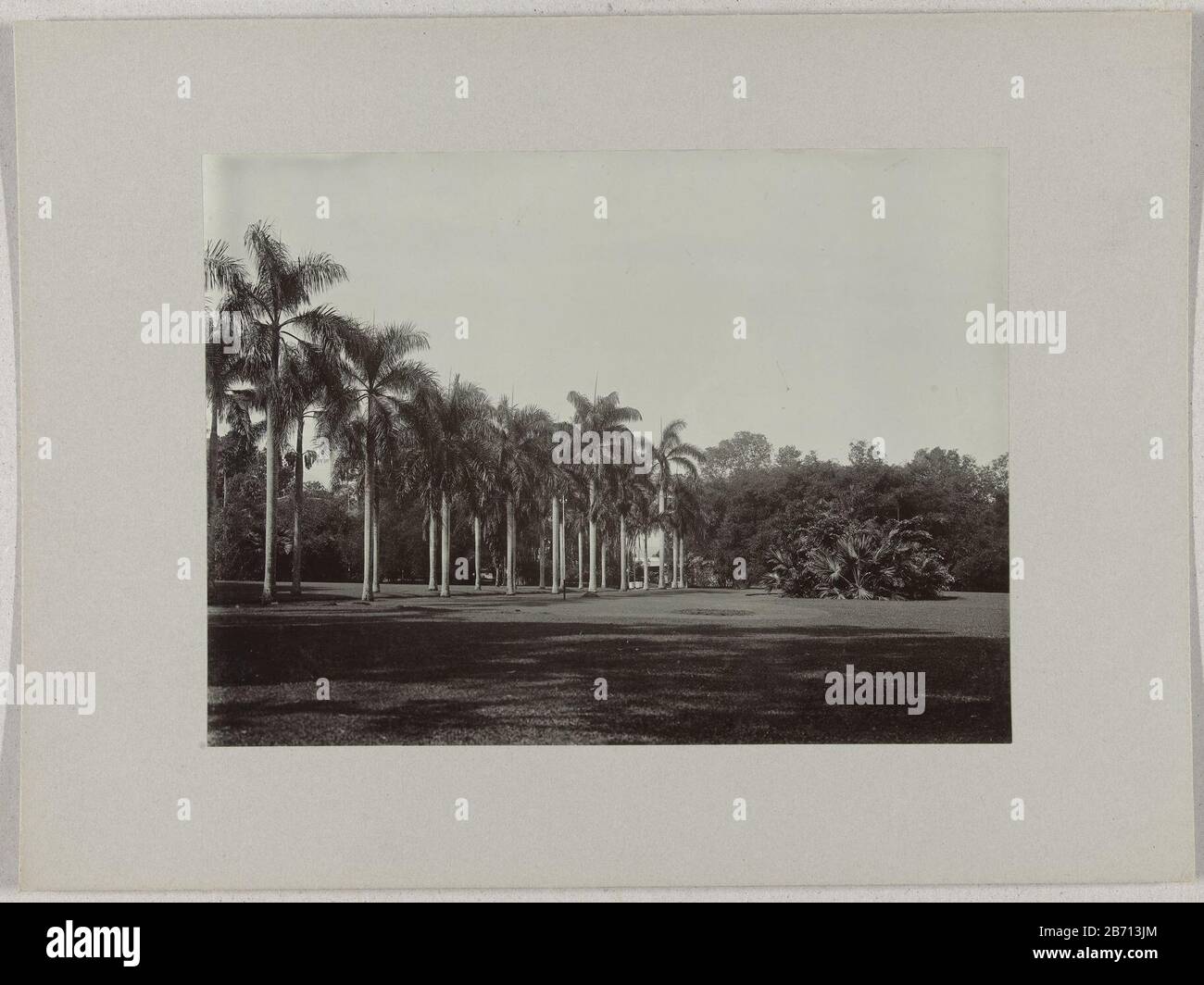 Laan a rencontré Koningspalmen à de botanische tuin à Buitenzorg 50 Buitenzorg Laan van Koningspalmen id Plantentuin (objet op) Laan palmier royal dans les jardins botaniques de Bogor (Bogor), Dutch East Indies Manufacture Créateur: Photographe: Fabrication anonyme de lieux: Buitenzorg: Dating CA. 1895 - ca. 1915 Caractéristiques physiques: Gélatine argent imprimé matériel: Papier carton technique: Gélatine argent imprimer dimensions: Photo: H 168 mm × W 226 mblad: H 243 mm × W 329 mOnderwerp Banque D'Images