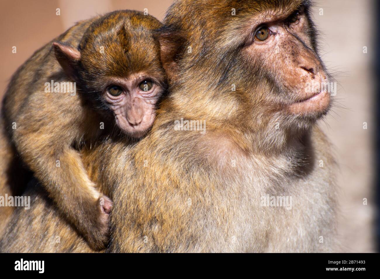 Barbary Macaque avec bébé sur le rocher de Gibraltar Banque D'Images