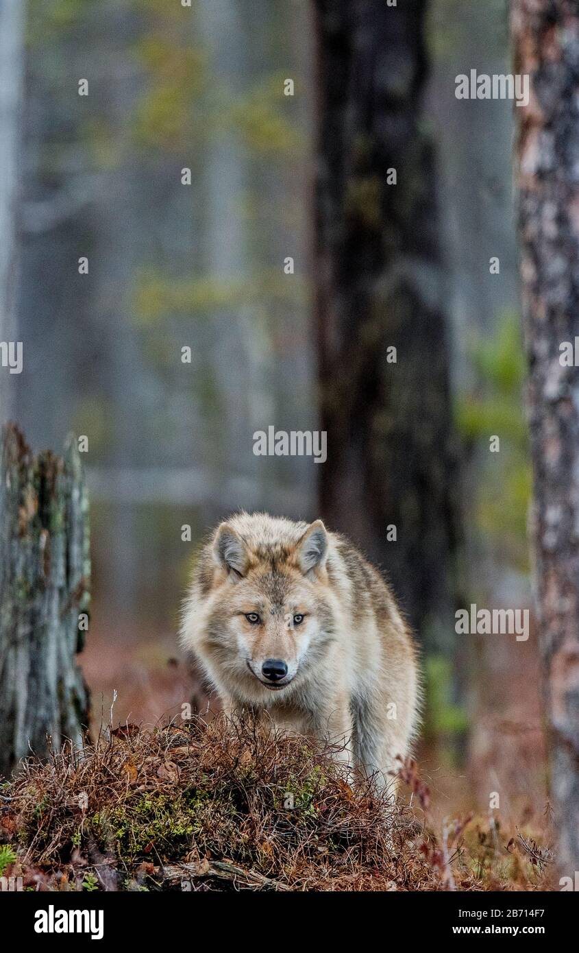 Loup eurasien, également connu sous le nom de loup gris ou gris, également connu sous le nom de loup de bois. Vue de face. Nom scientifique: Canis lupus lupus. Habitat naturel. Automne Banque D'Images