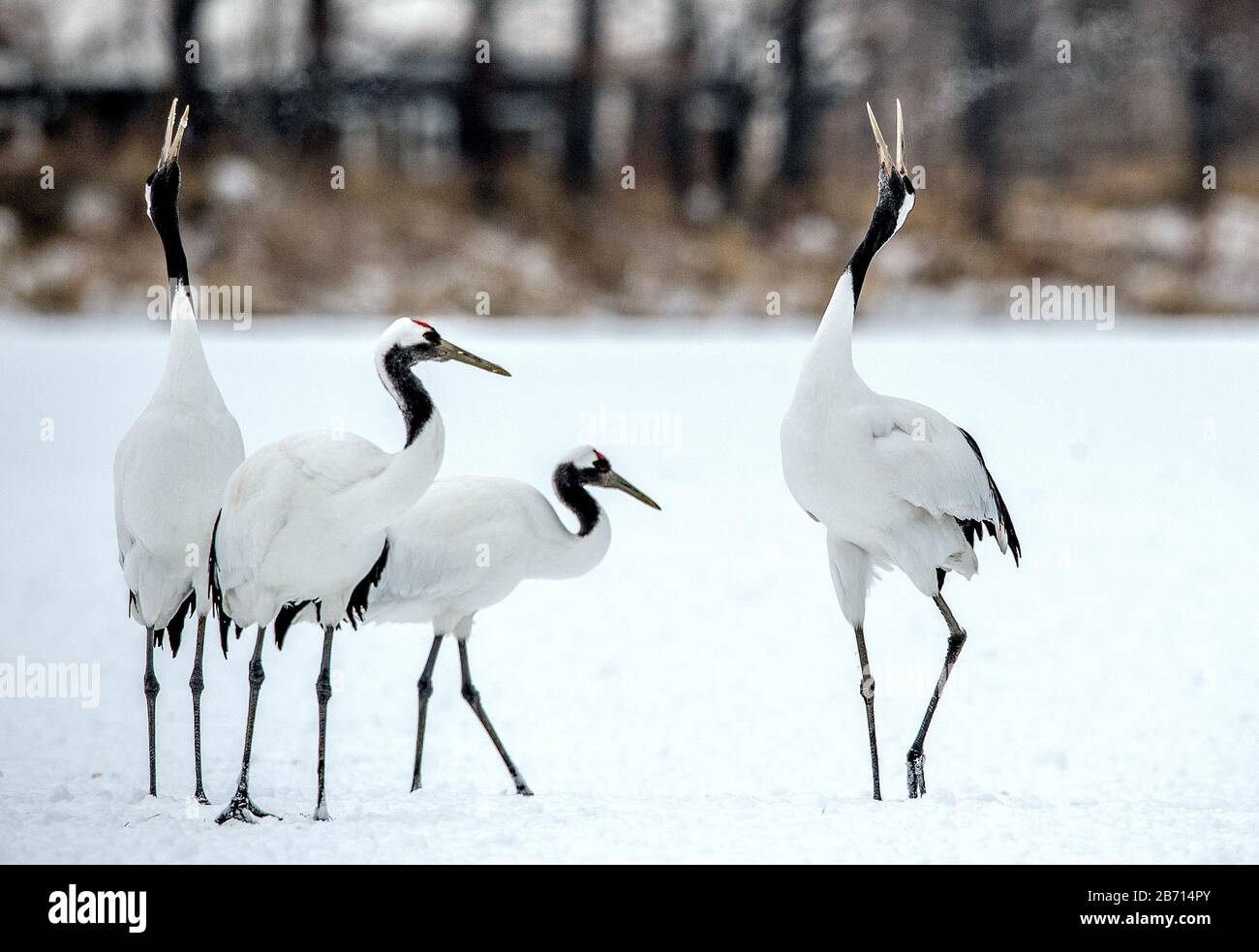 La danse rituelle du mariage des grues. Les grues à couronne rouge. Nom scientifique: Grus japonensis, aussi appelé grue japonaise ou grue Manchurienne, est Banque D'Images
