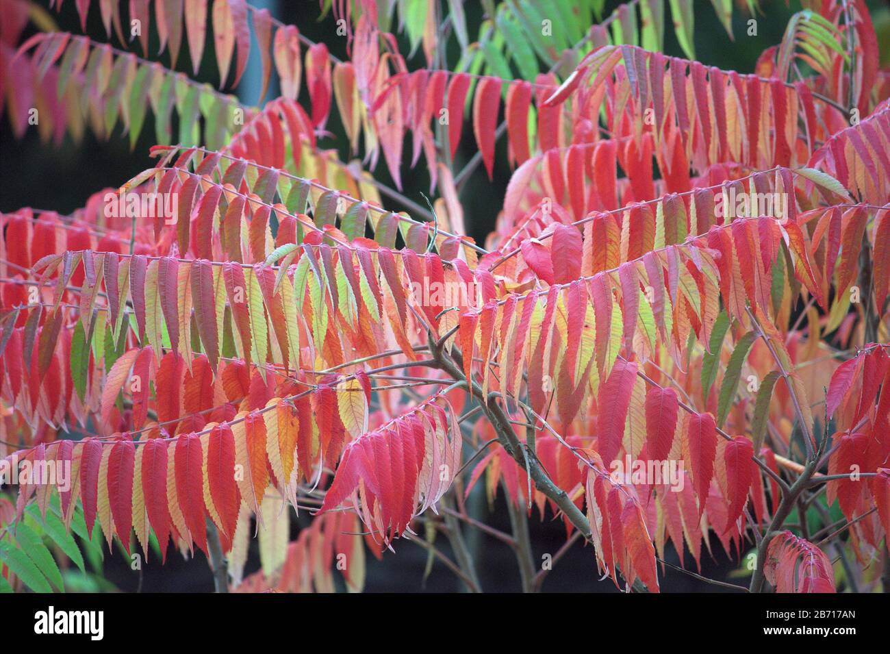 Le sommier à vinaigre ou le sumach à pistons de chevreuil est une espèce de plante de la famille Sumac. Rhus typhina et Rhus hirta Banque D'Images