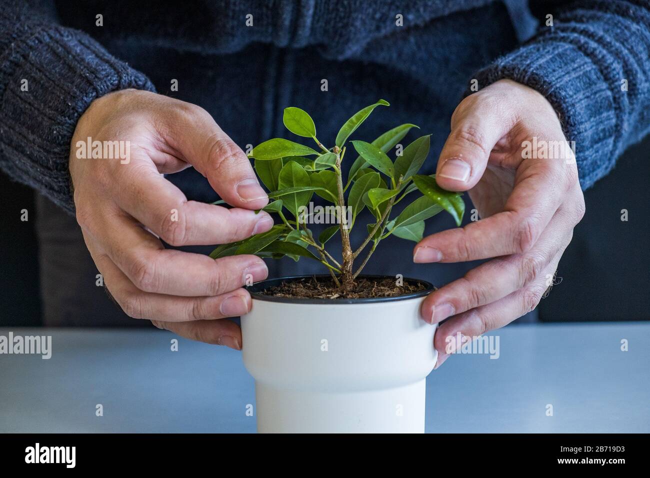 Détail des mains s'occuper de la nouvelle plante dans vase à l'intérieur. Photo candide, dette peu profonde de champ. Planter une plante à la maison. Banque D'Images