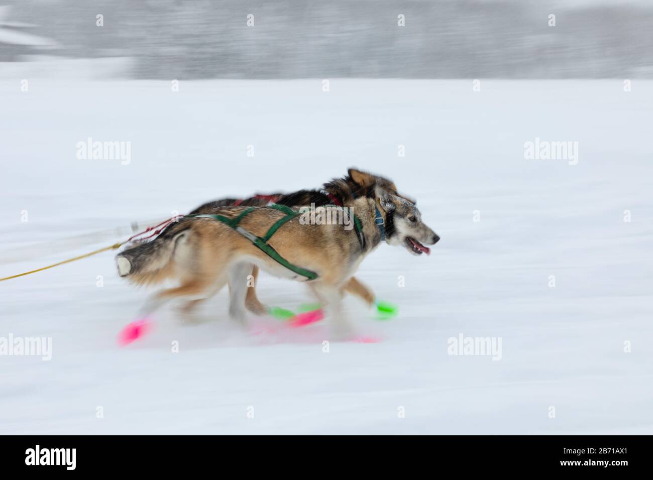 Flou de mouvement des chiens de traîneau en plomb dans la 48ème course de chiens de traîneau Iditarod Trail dans le centre-sud de l'Alaska. Banque D'Images