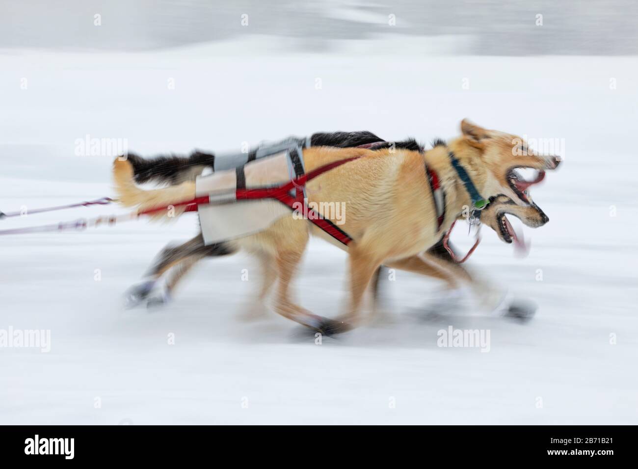 Flou de mouvement des chiens de traîneau en plomb dans la 48ème course de chiens de traîneau Iditarod Trail dans le centre-sud de l'Alaska. Banque D'Images