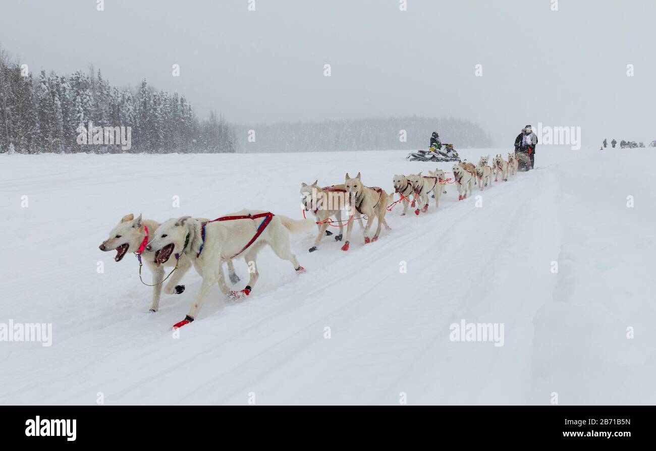 La museuse Jim Lanier rivalise avec la 48ème course de chiens de traîneau Iditarod Trail dans le centre-sud de l'Alaska. Banque D'Images
