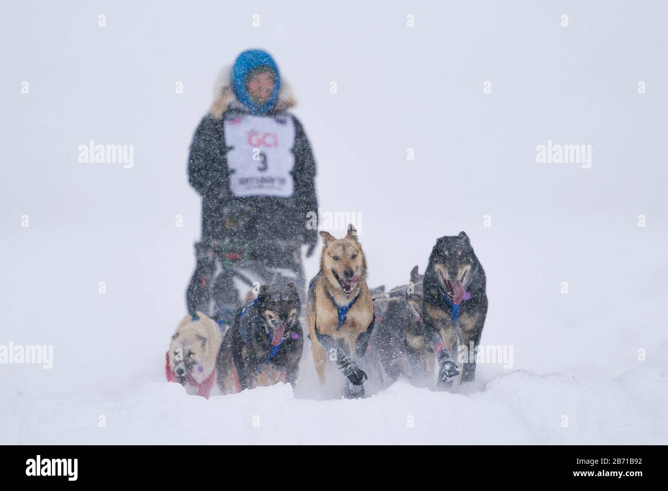 Musher Tim Pappas en compétition dans la 48ème course de chiens de traîneau Iditarod Trail dans le centre-sud de l'Alaska. Banque D'Images