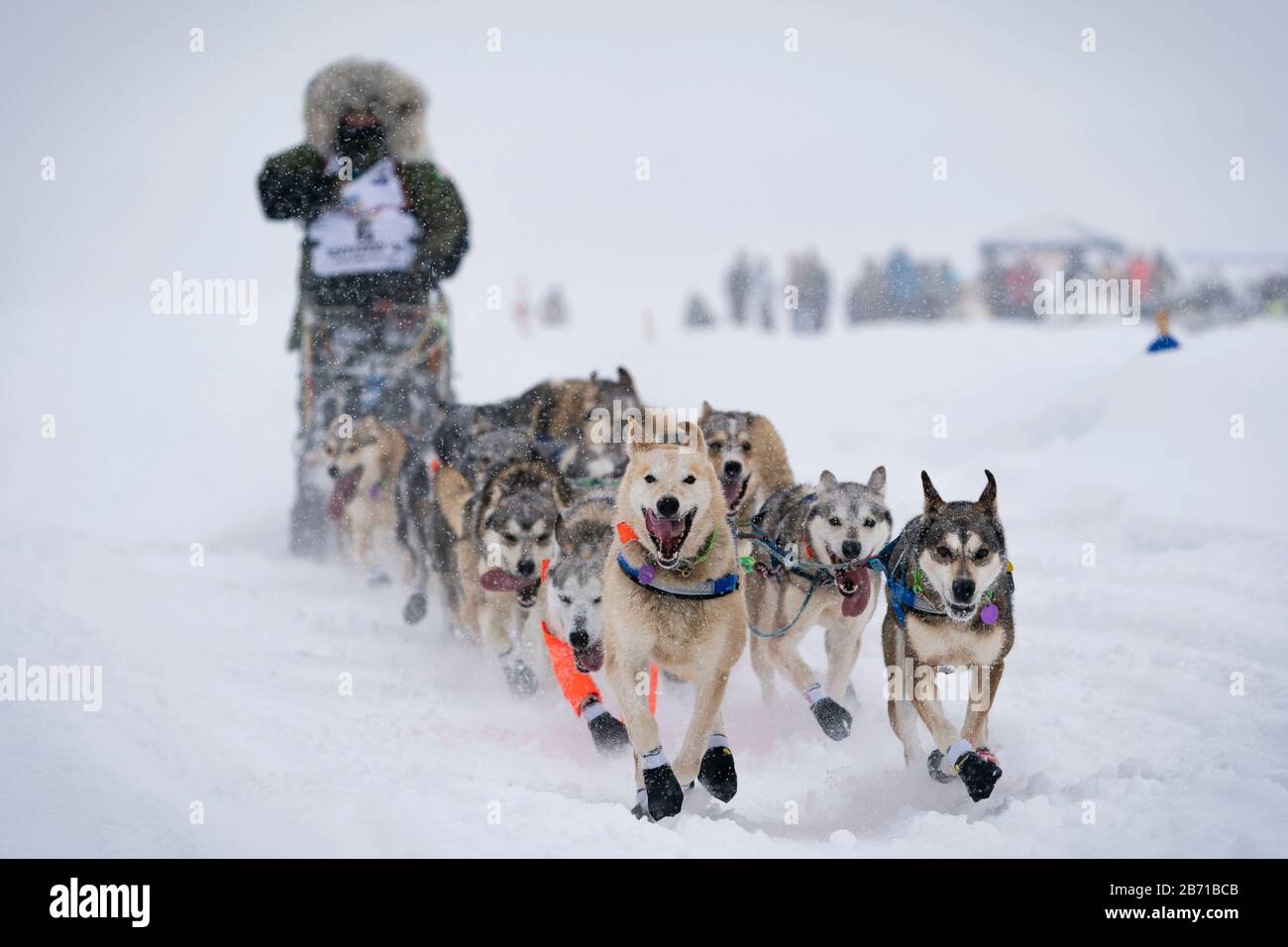 Musher Fabio Berlusconi en compétition dans la 48ème course de chien de traîneau Iditarod Trail dans le centre-sud de l'Alaska. Banque D'Images