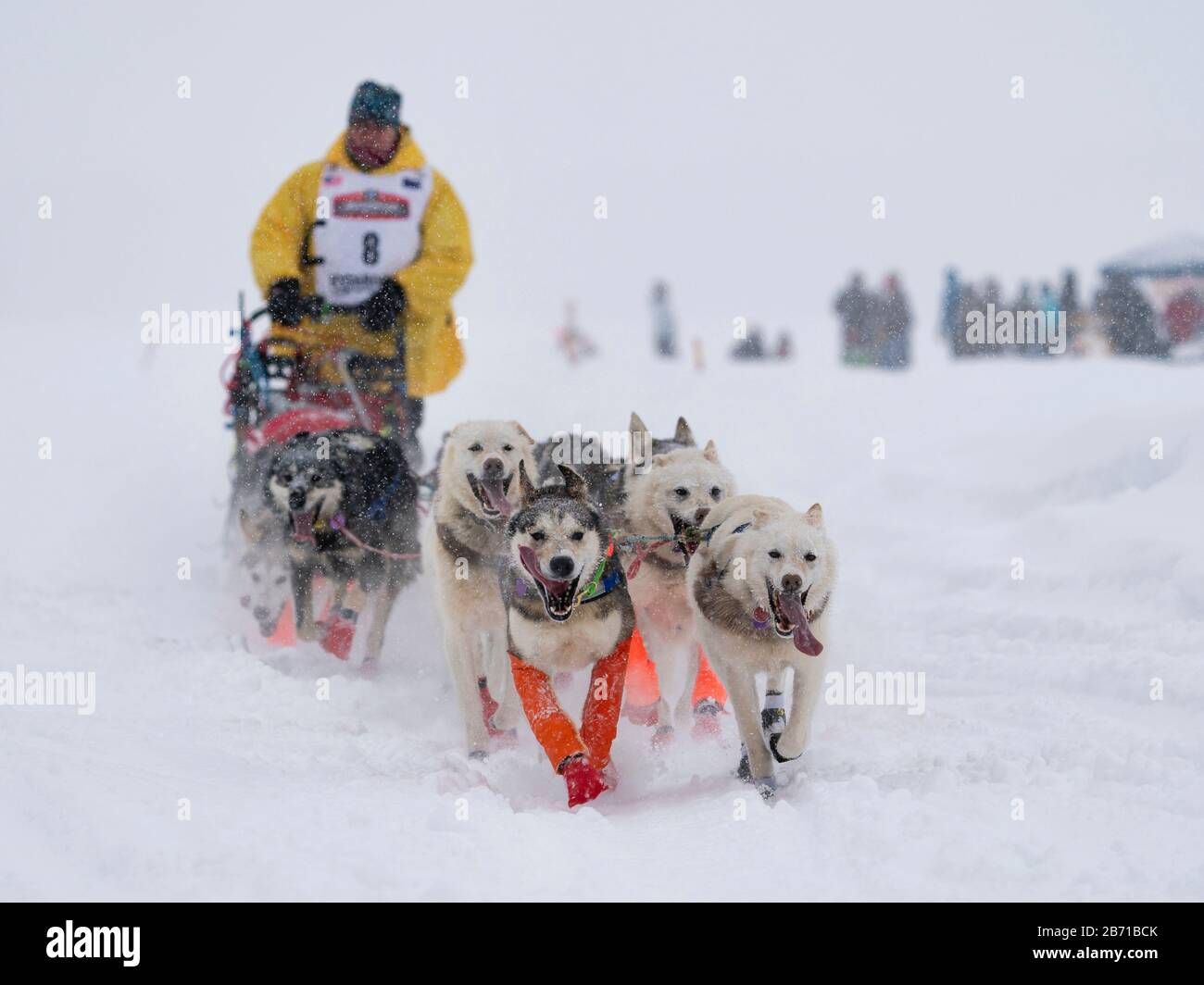 Musher Linwood Fiedler en compétition dans la 48ème course de chiens de traîneau Iditarod Trail dans le centre-sud de l'Alaska. Banque D'Images
