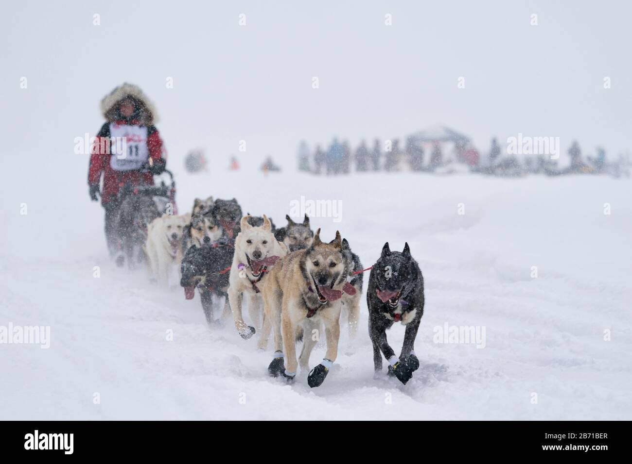La comédie musicale Laura Neese est en compétition dans la 48ème course de chiens de traîneau Iditarod Trail dans le centre-sud de l'Alaska. Banque D'Images