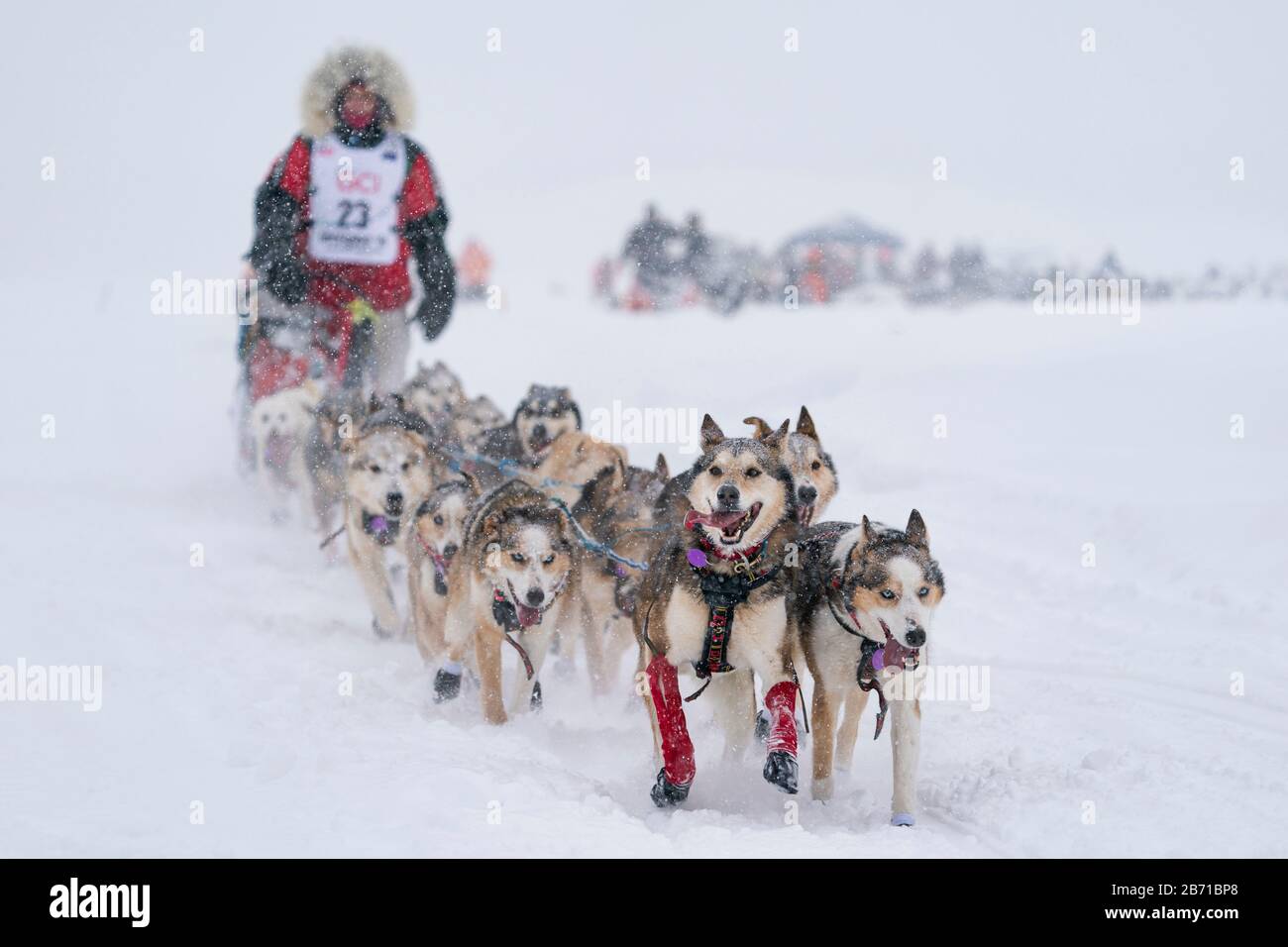 Zirkle Musqué en compétition dans la 48ème course de chien de traîneau à sentier Iditarod dans le centre-sud de l'Alaska. Banque D'Images