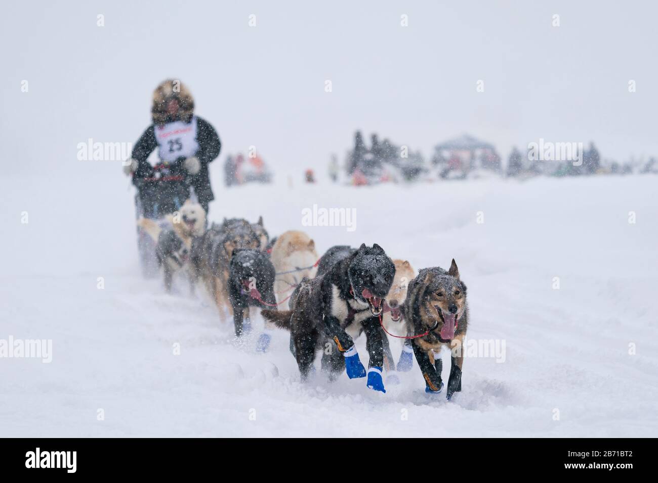 Museuse Aaron Burmeister en compétition dans la 48ème course de chien de traîneau de sentier Iditarod dans le centre-sud de l'Alaska. Banque D'Images