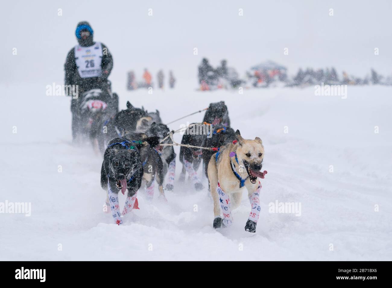 Musher Martin Buser en compétition dans la 48ème course de chiens de traîneau Iditarod Trail dans le centre-sud de l'Alaska. Banque D'Images