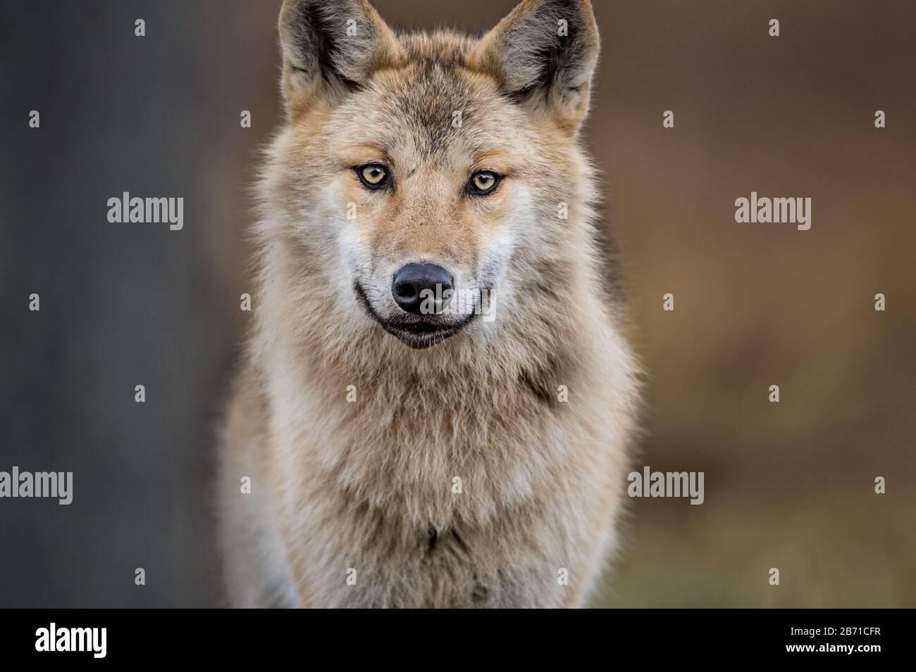 Сlose-up portrait d'un loup. Loup eurasien, également connu sous le nom de loup gris ou gris, également connu sous le nom de loup de bois. Nom scientifique: Canis lupus lupus. Natura Banque D'Images