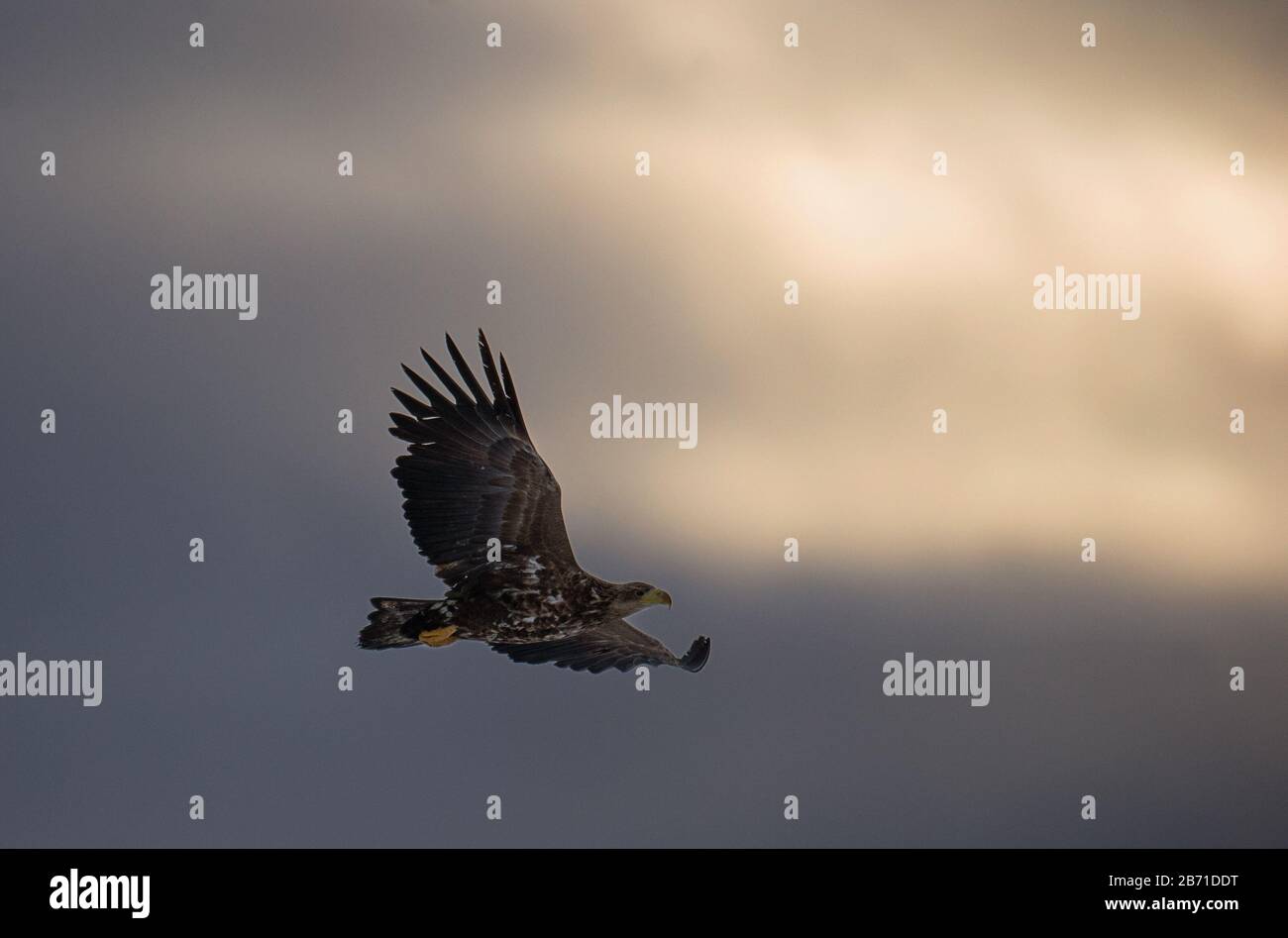 Aigle volant silhouetted sur fond de ciel coucher de soleil. Aigle de mer juvénile volant parmi les nuages de tempête près du coucher du soleil. Banque D'Images