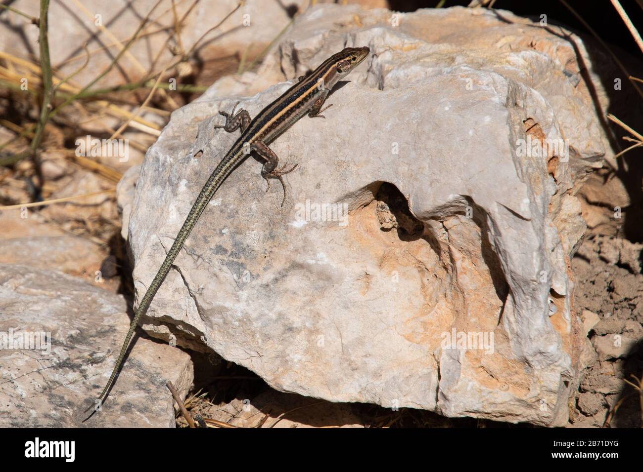 un petit lézard sur une pierre Banque D'Images
