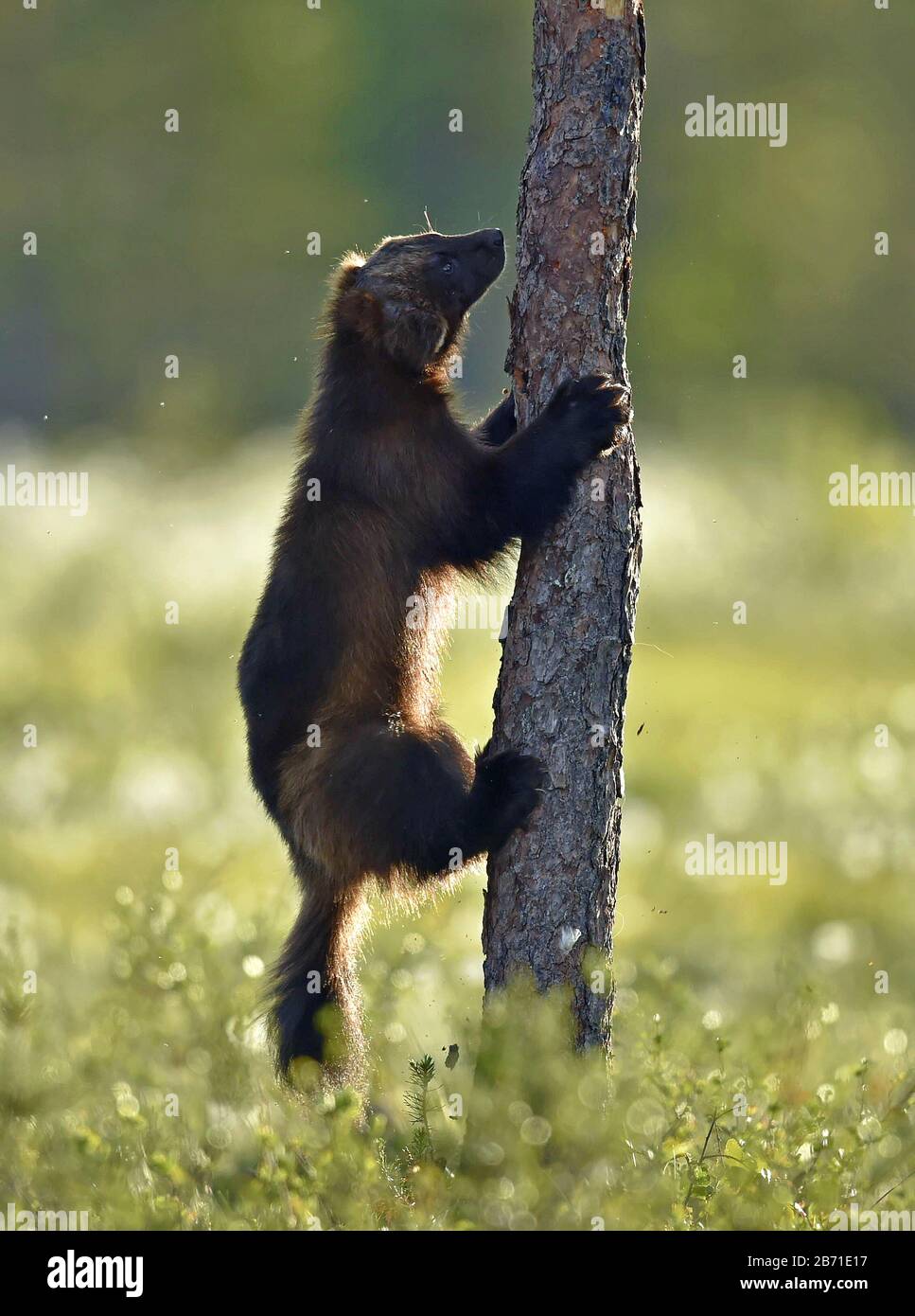 Wolverine grimpant sur l'arbre. Nature sauvage. Habitat naturel. Fessio, carcajou, ours de mouffette ou hachures rapides. Nom scientifique: Gulo gulo Banque D'Images