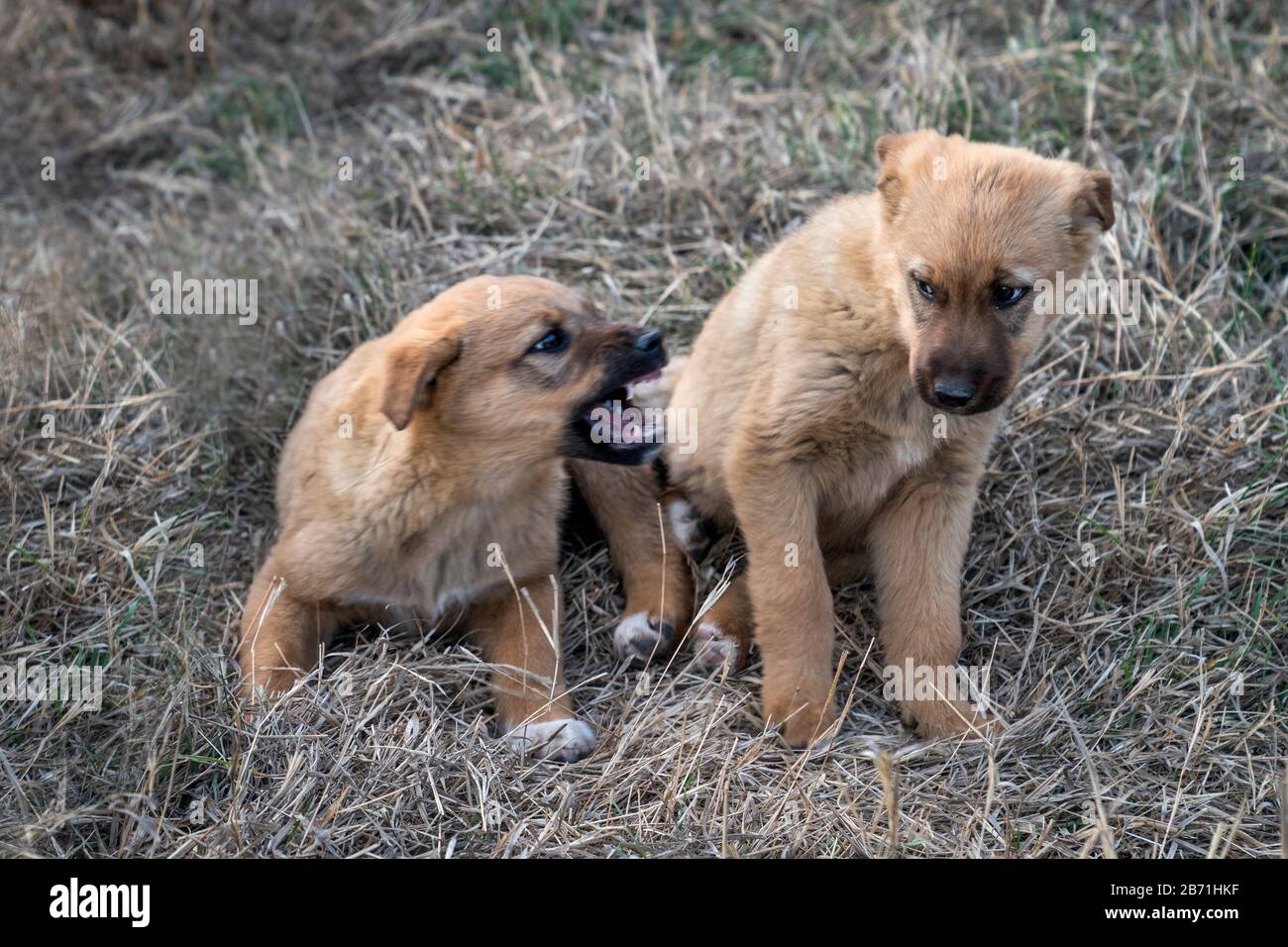 Un chiot brun agressif montre ses dents à une autre sur un sol sec Banque D'Images