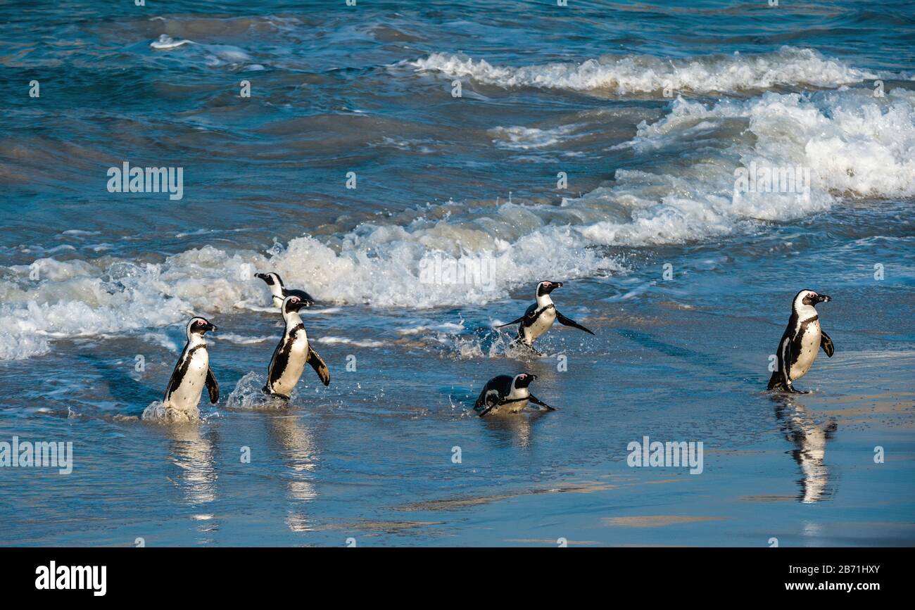 Des pingouins africains sortent de l'océan jusqu'à la plage de sable. Le pingouin africain aussi connu sous le nom de pingouin à gros pieds noirs, le pingouin à gros pieds noirs. Nom scientifique : s Banque D'Images