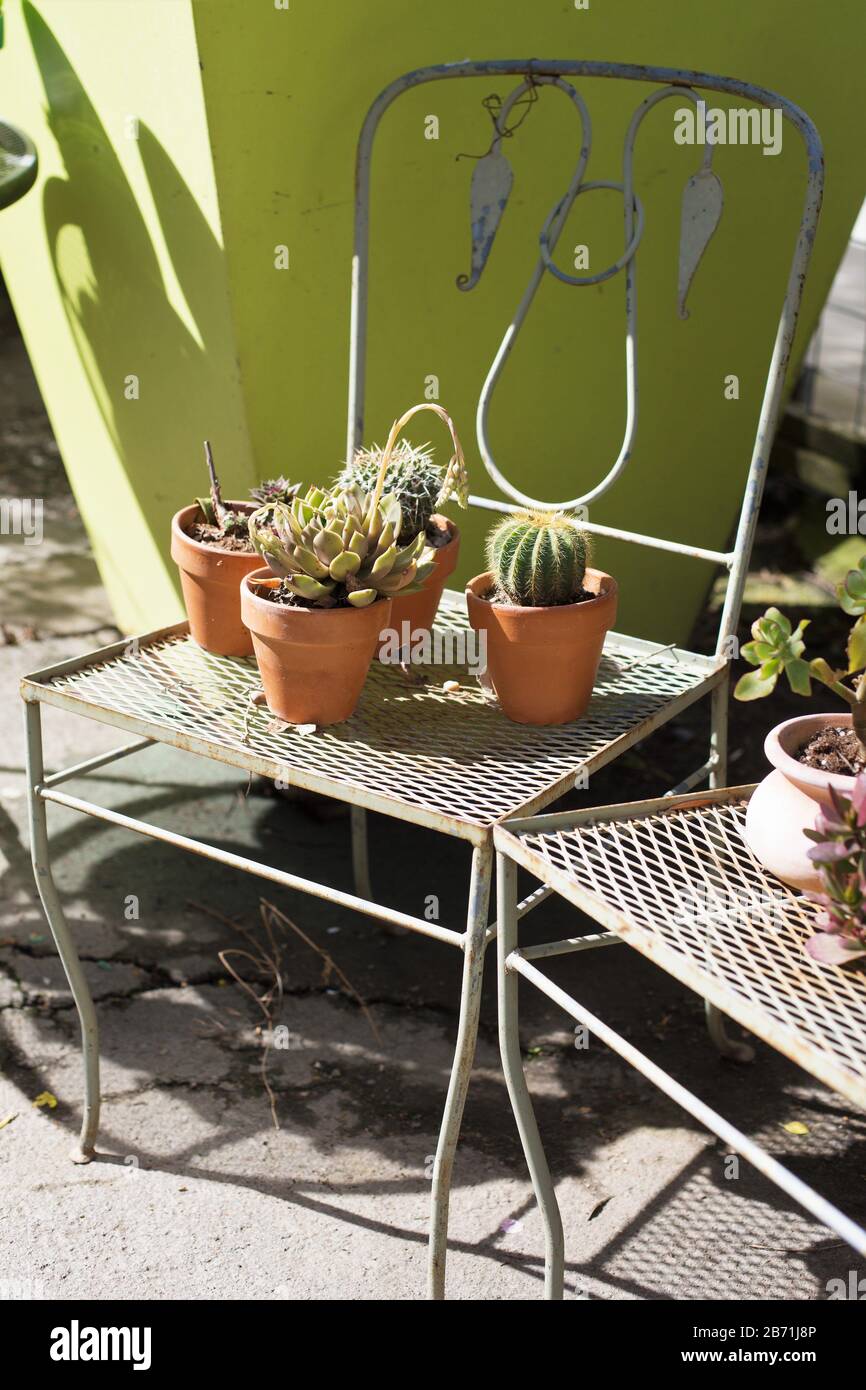 Plantes succulentes dans des récipients sur une chaise au soleil. Banque D'Images