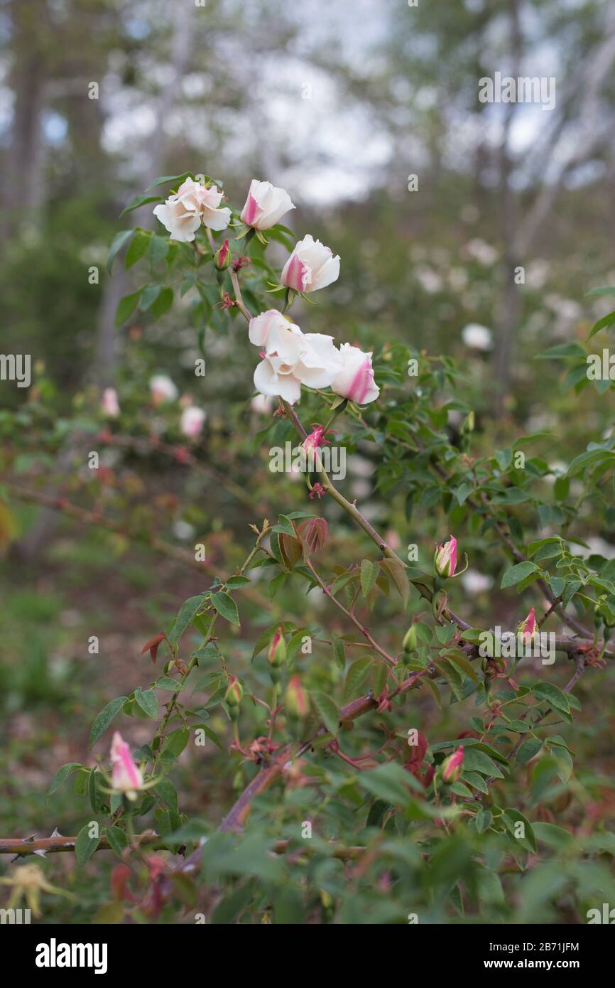 Rosa chinensis var. Spontanea. Banque D'Images