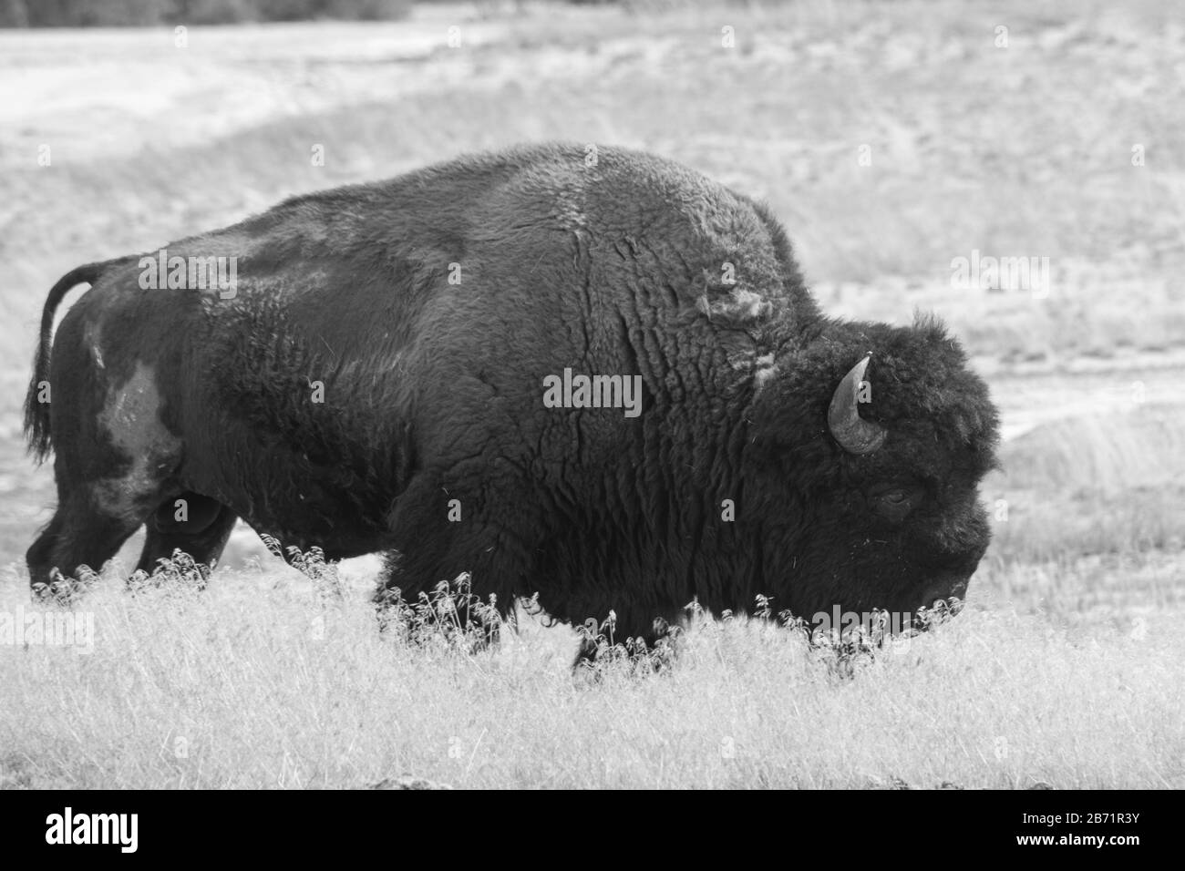 Buffalo en noir et blanc Banque D'Images Buffalo en noir et blanc Banque D'Images
