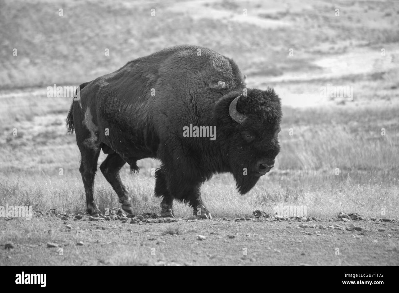 Buffalo en noir et blanc Banque D'Images Buffalo en noir et blanc Banque D'Images