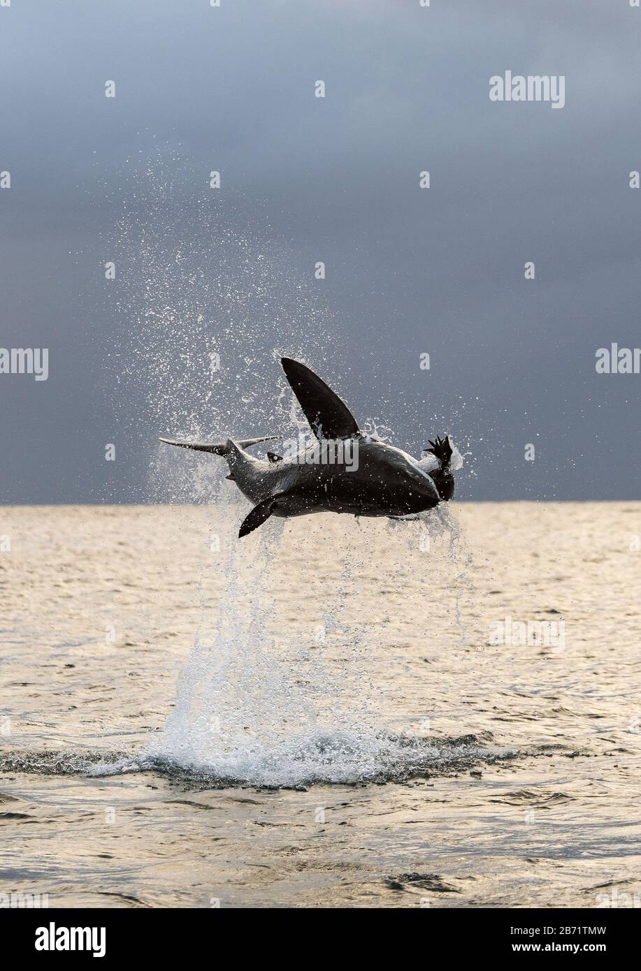 Silhouette de saut Grand requin blanc. (Carcharodon carcharias). Afrique Du Sud Banque D'Images