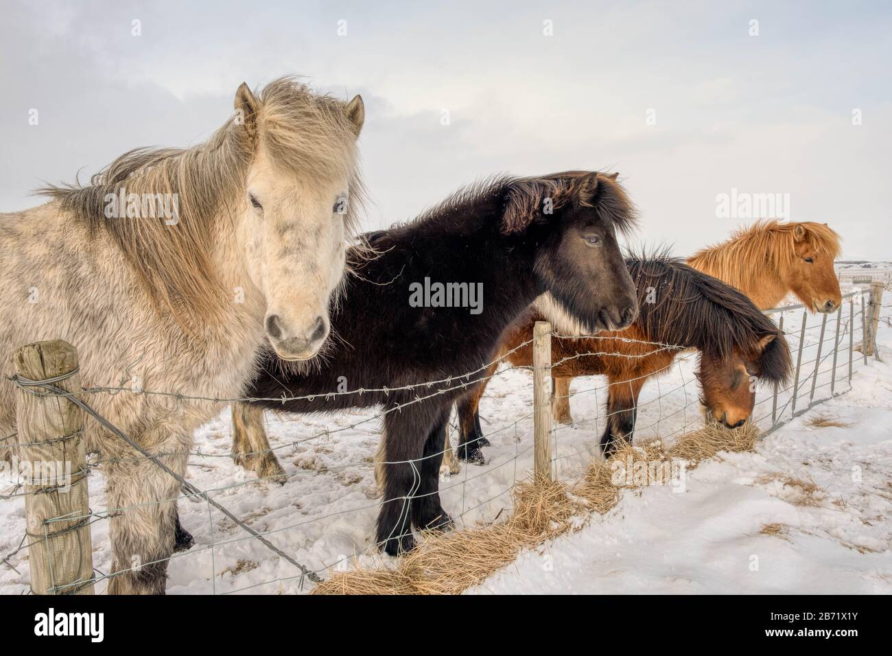 Chevaux Islandais Au Lookout Banque D'Images