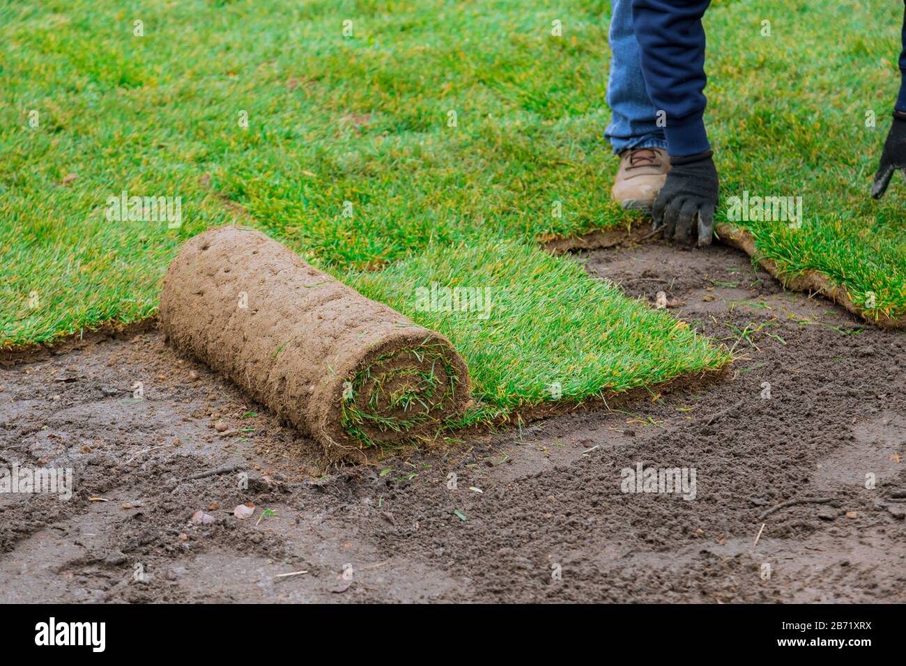 Man laying herbe vert rouleaux pour nouvelle pelouse jardin Banque D'Images