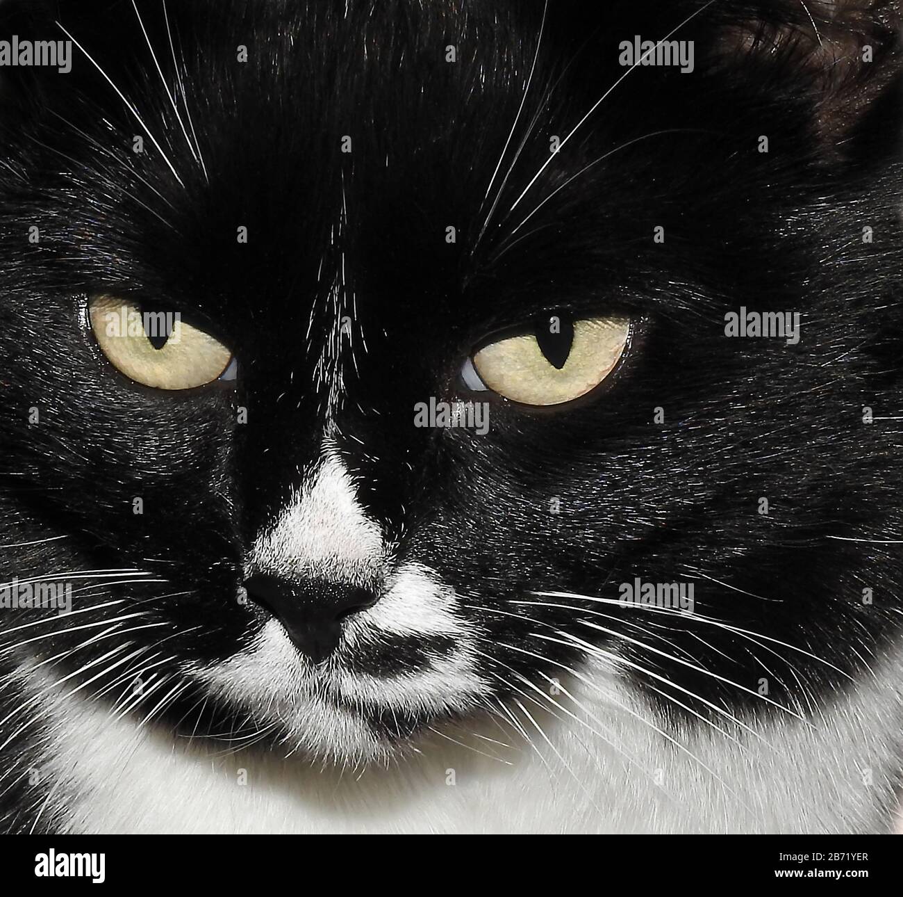 Le visage d'un chat judgmental Banque D'Images