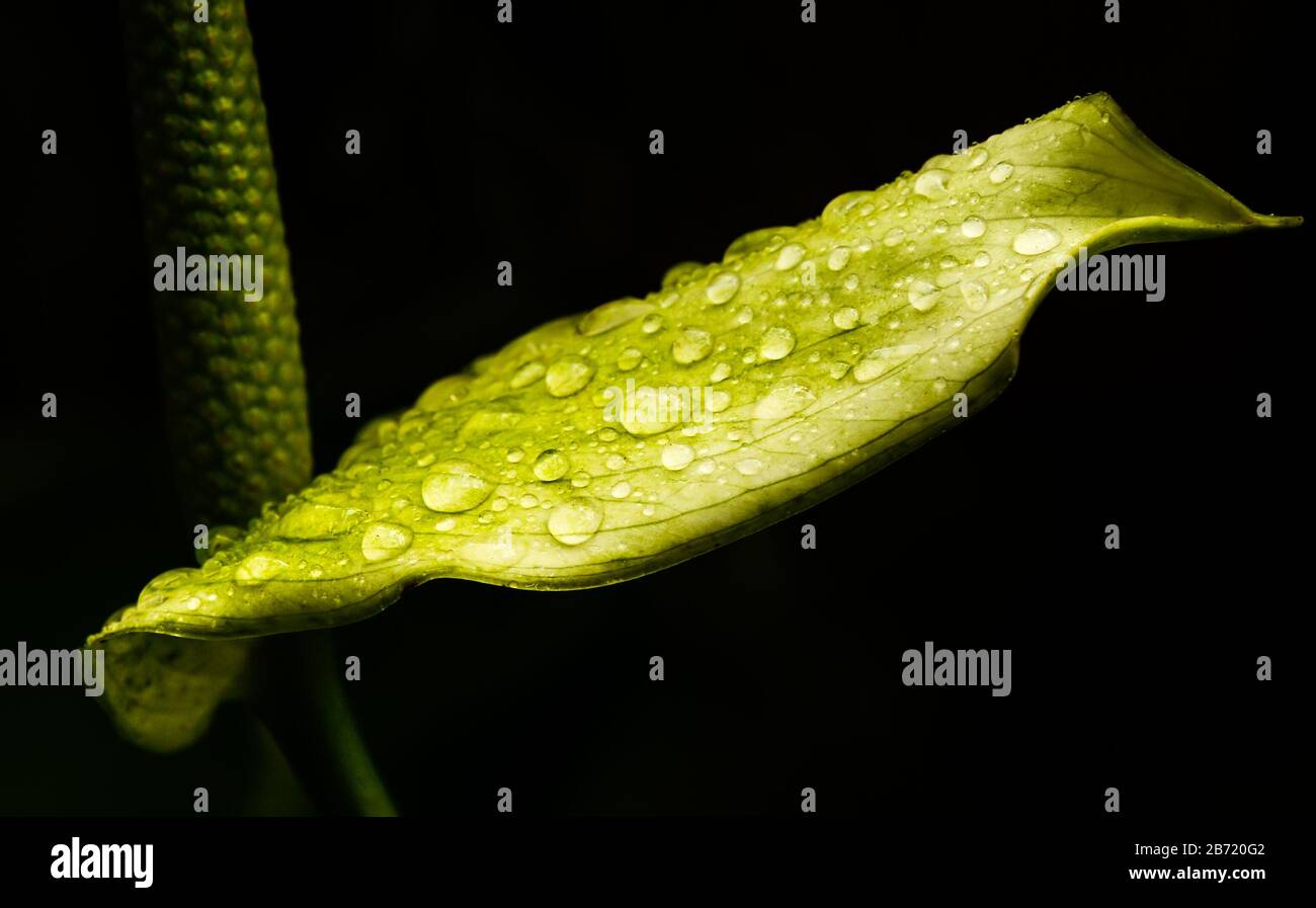 Gros plan d'une feuille avec des gouttes d'eau dessus sur un fond noir. Banque D'Images