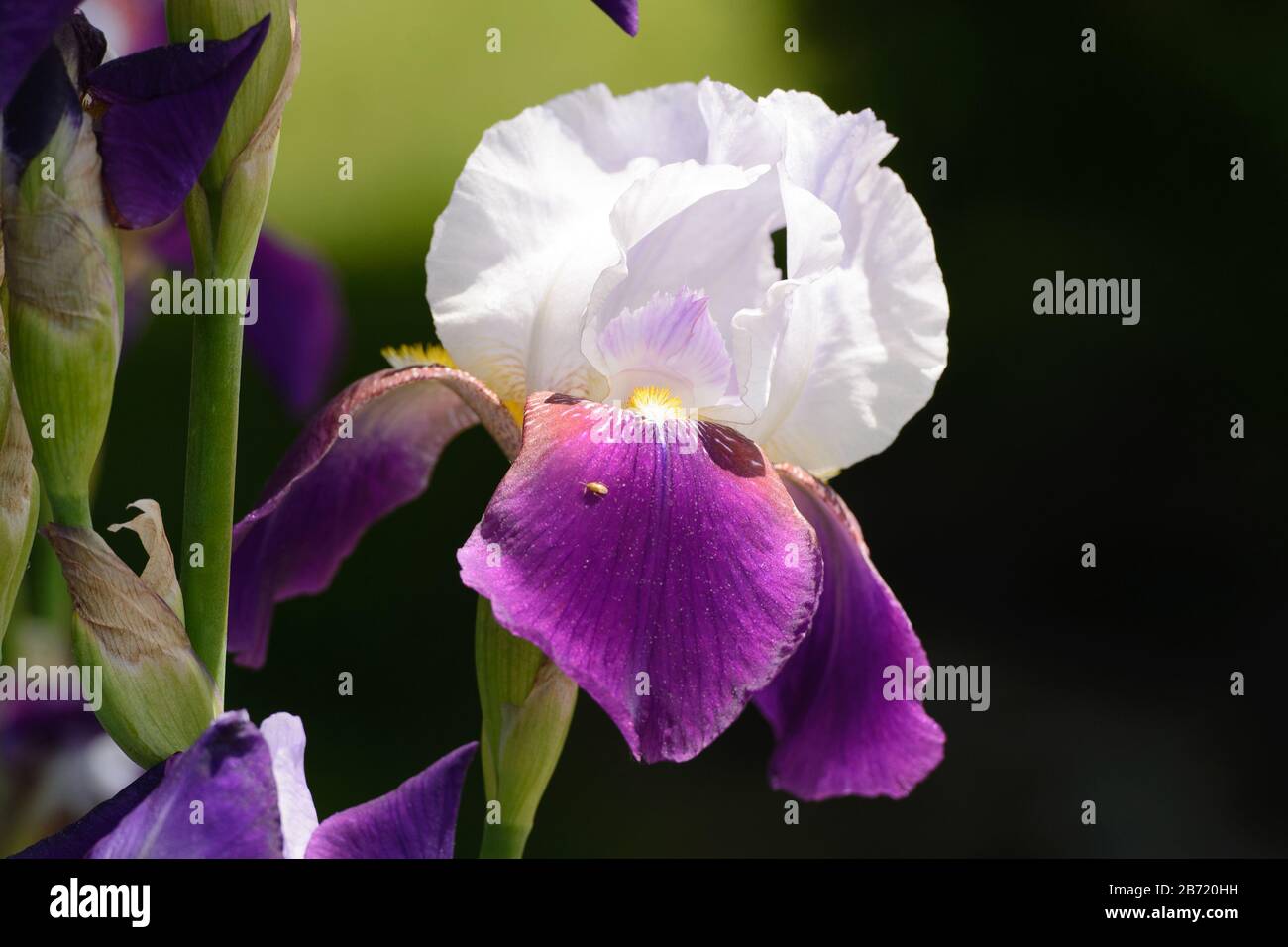 Gros plan d'iris très délicat, simple, violet et blanc avec boutons sur le côté gauche et fond vert. Banque D'Images