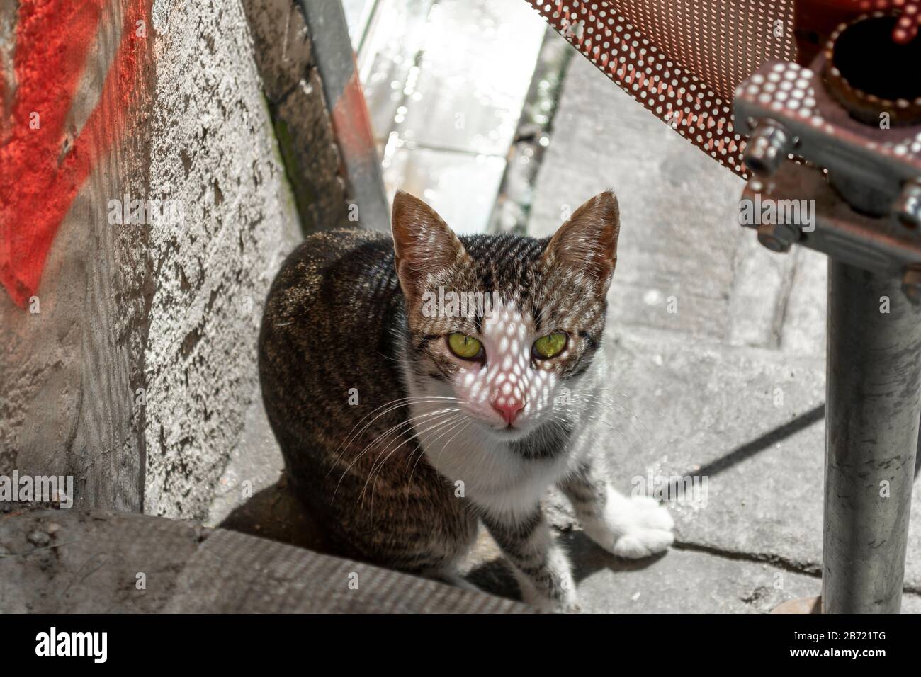 Le Vieux Chat Tigré Se Reposant Sur Une Roue De Voiture à La Barrière Chats  De Maison De Vieillesse Photo stock - Image du chat, automne: 81260144