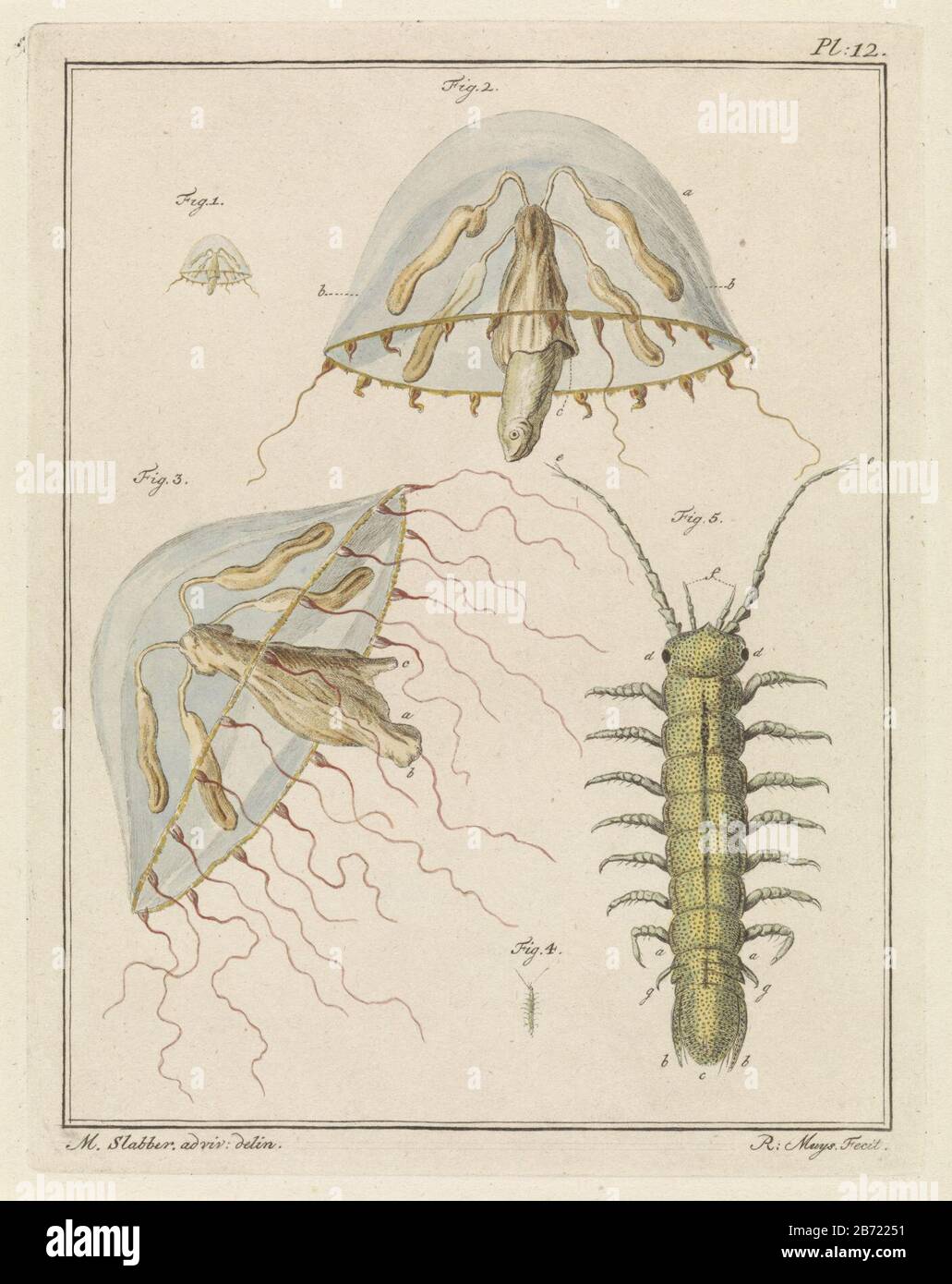 Leptomeduse en een brakwaterpissebed Créatures. Les figures 1, 2 et 3 montrent un leptomeduse, un méduse, pleine taille et agrandi. Les figures 4 et 5 montrent un bug saumâtre d'eau dans la taille originale et agrandie. Droite : Pl. 12. Imprimez un livre sur le pays et l'eau du pays et de l'étranger. Fabricant : Print Maker: Robbert Muys (indiqué sur l'objet) à dessin de: Martinus BIB (indiqué sur l'objet) Lieu de fabrication: Rotterdam Date: 1778 Caractéristiques physiques: Gravure, avec la main colorée en bleu, jaune, rouge et marron matière: Papier technique: Gravure / main-couleur mesures: PL Banque D'Images