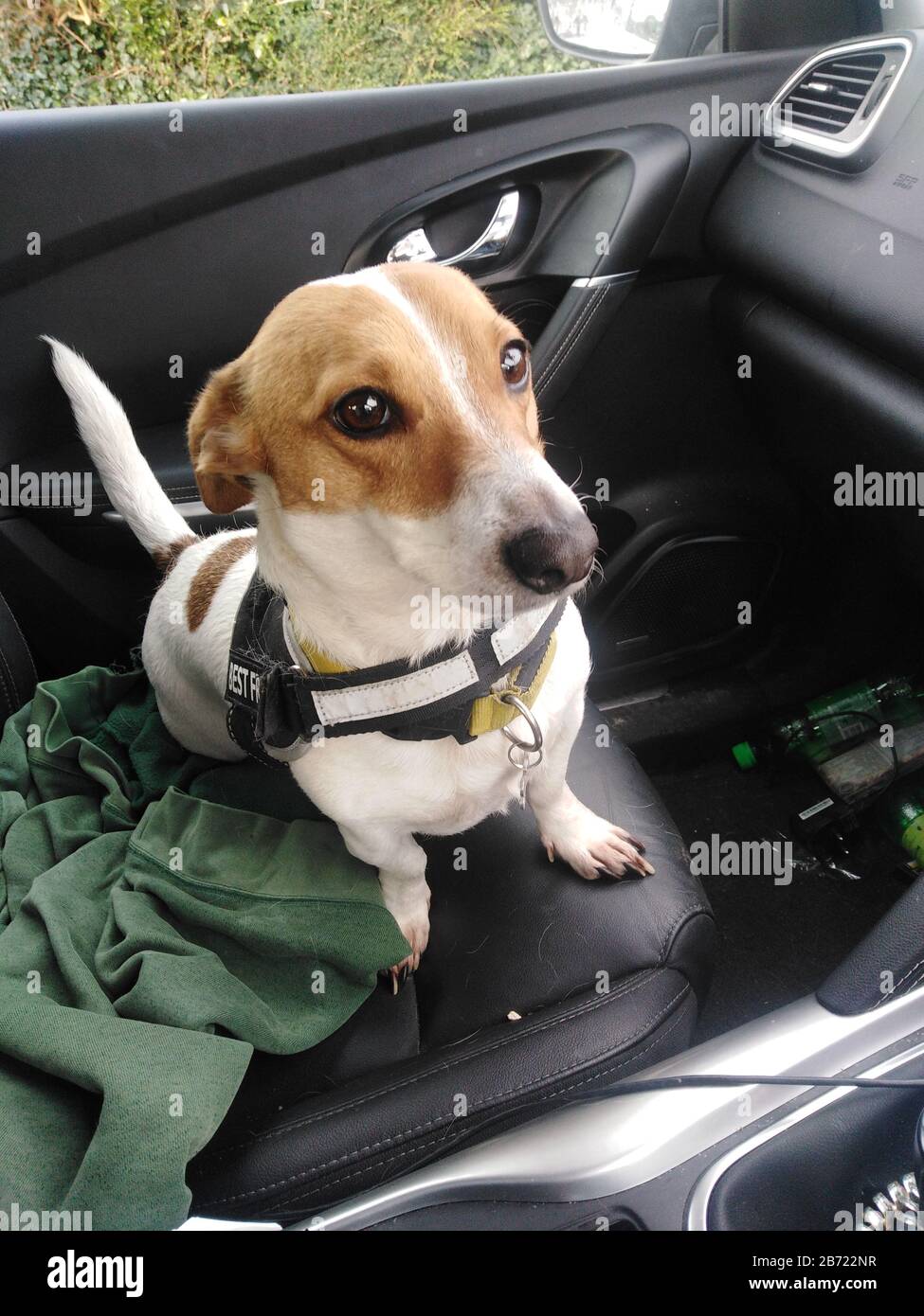 Harry, un Jack Russel Terrier, assis sur un siège de voiture Irlande Banque D'Images