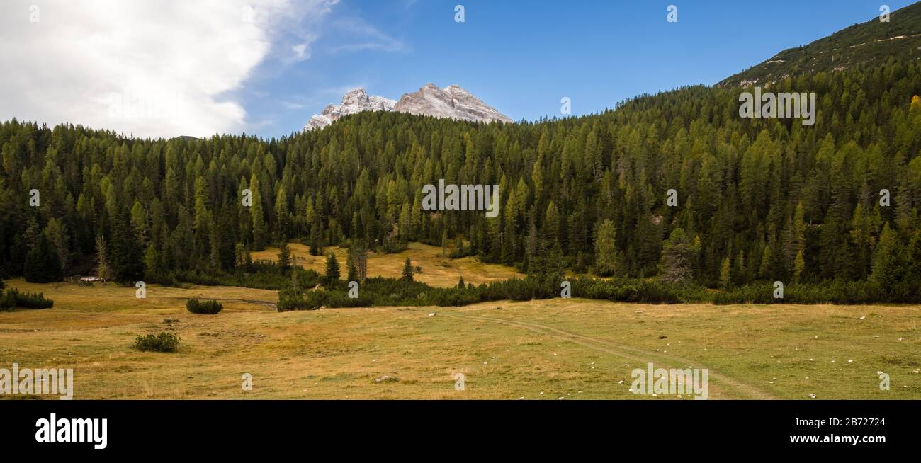 Des pistes dans un pré herbacé mènent à une forêt de conifères avec deux pics des Dolomites apparaissant à une proximité alléchante. Banque D'Images